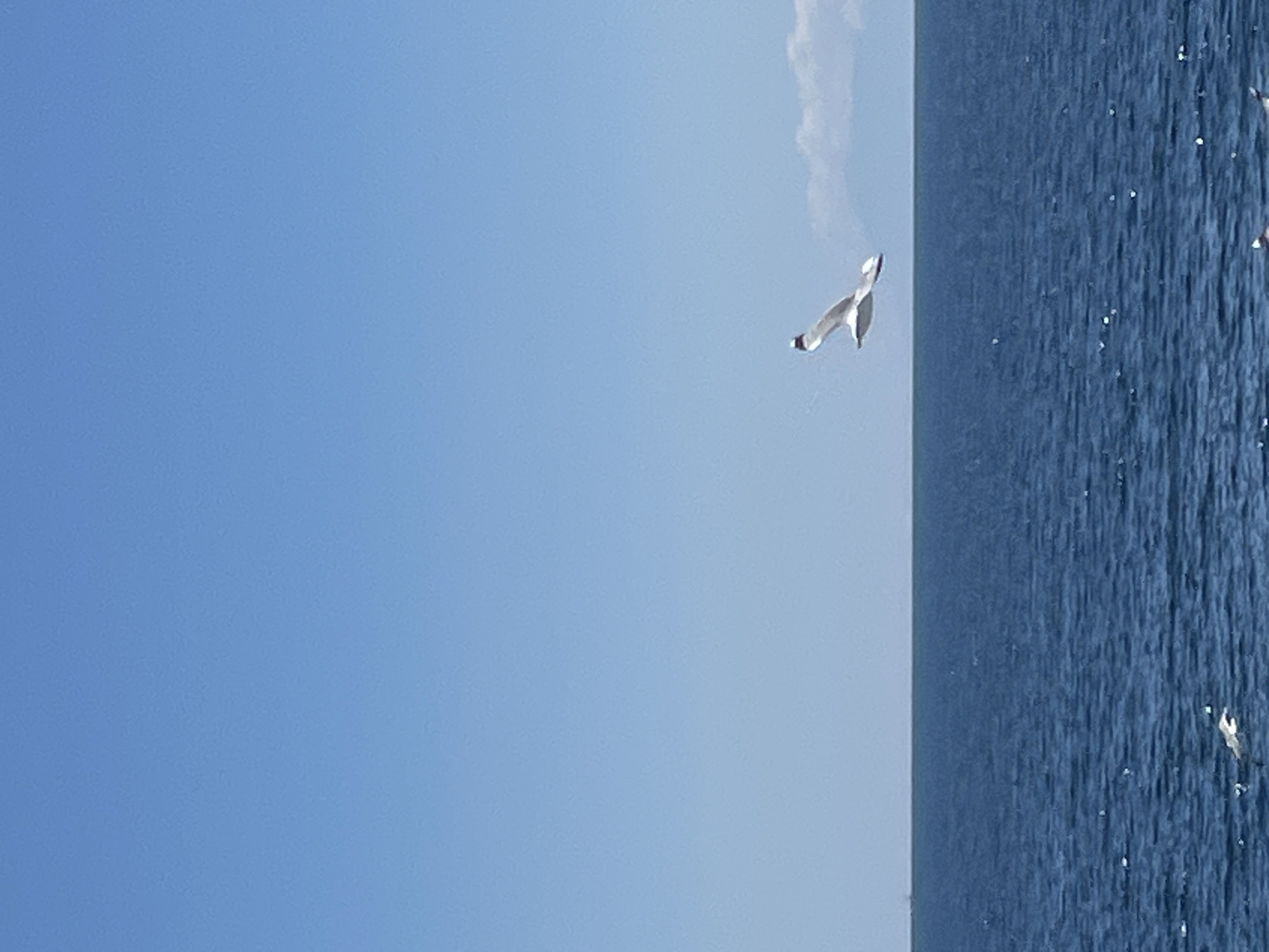 A vertical, eye-level, outdoor shot shows a bright blue sky above a deep blue sea. A single white seagull is captured mid-flight in the upper right quadrant of the frame, its wings extended. The horizon line is clearly defined, separating the sea from the sky. In the distance, a faint line suggesting land or a ship can be seen on the left side of the horizon. The water exhibits a gentle ripple. The location is the sea off the coast of Thassos, Greece.