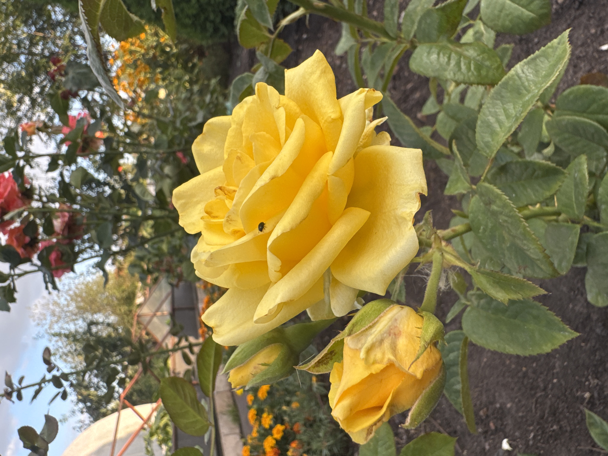 A close-up, eye-level shot captures a bright yellow rose in full bloom, positioned in the foreground. The rose's petals are unfurled, revealing a delicate texture. A tiny black insect is perched on one of the petals. To the left of the main rose, two rosebuds are visible, one partially open and the other tightly closed. The rosebush has green leaves and a slightly thorny stem, with a patch of dark soil below. In the background, out of focus, are more rose bushes with pink and red blooms, as well as a row of smaller orange flowers. Further back, green trees and a clear sky with scattered clouds complete the natural setting. The scene is likely in a garden in the city of Rannii Rassvet, Russia, possibly during daylight.