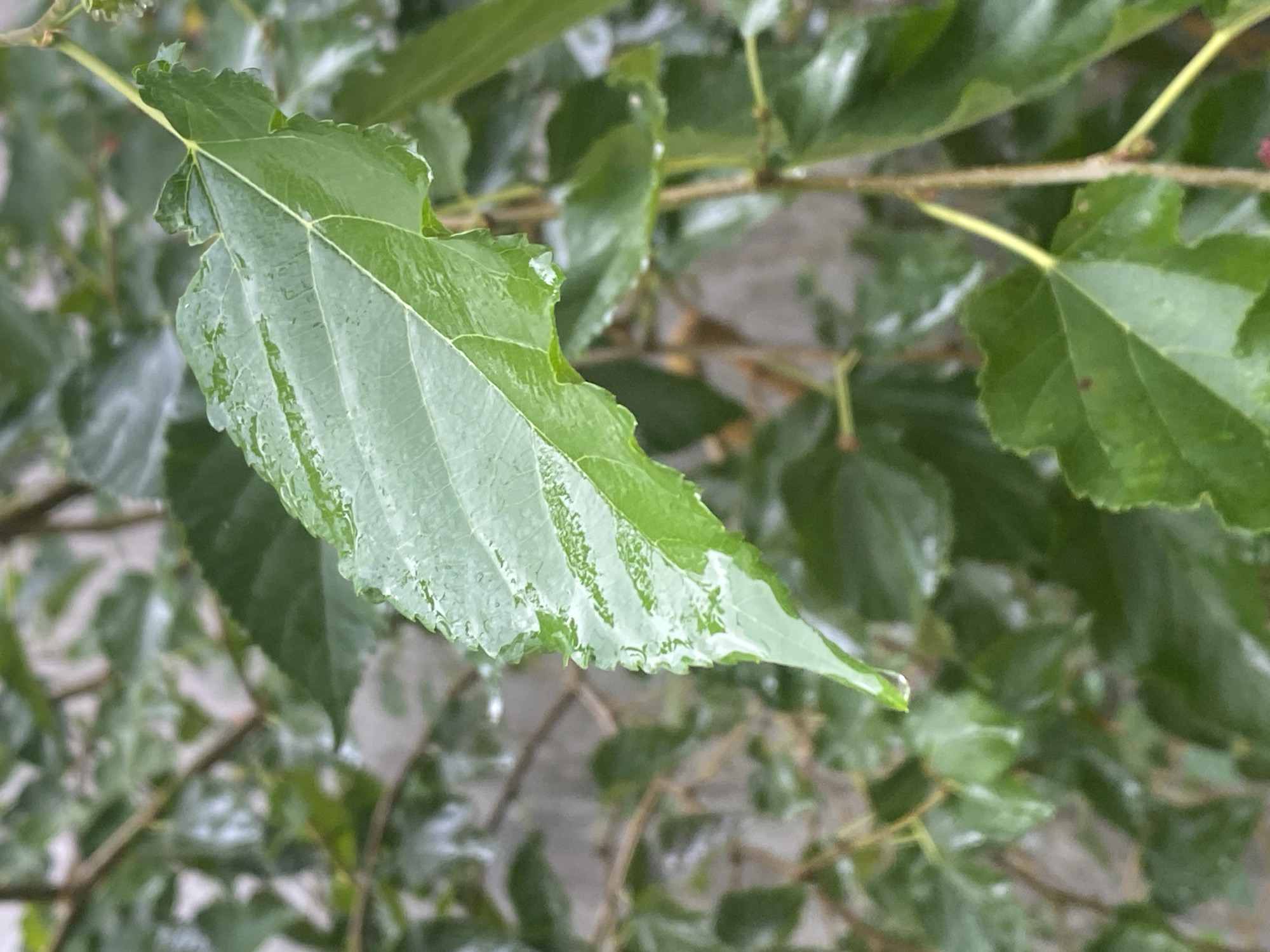 A close-up shot captures a single, large, vibrant green leaf in the foreground, glistening with water droplets after a recent rain. The leaf's serrated edges and prominent veins are clearly visible, with a sharp point extending downwards. Behind the main leaf, a background of more blurred green leaves and thin brown branches suggests the presence of a tree or shrubbery. The overall impression is one of lush, wet foliage, likely in a natural or garden setting. The image does not contain any specific elements that would indicate a location in Mũi Né, Vietnam.