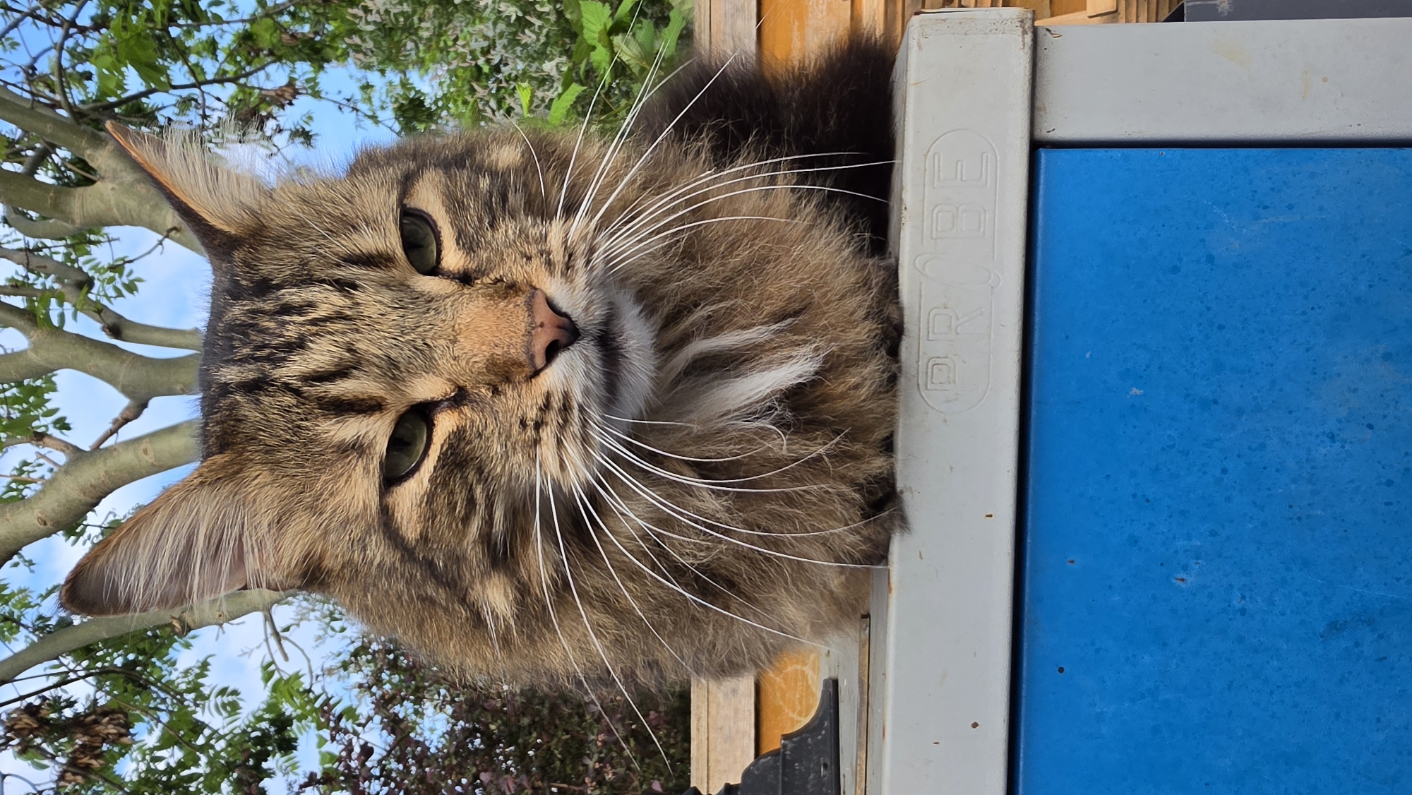 A medium-shot, eye-level, outdoor photograph oriented vertically captures a brown tabby cat. The cat, featuring green eyes and long white whiskers, is positioned at an angle. The cat's head rests against a gray rectangular object with "PROBE" inscribed on it, next to a blue rectangular object. Branches and foliage are visible in the upper left corner of the image and also in the background, suggesting an outdoor location. The lighting is bright and natural. No people are visible. The location is not discernible from the given image; determining if it's in London or elsewhere in the UK would require additional information.