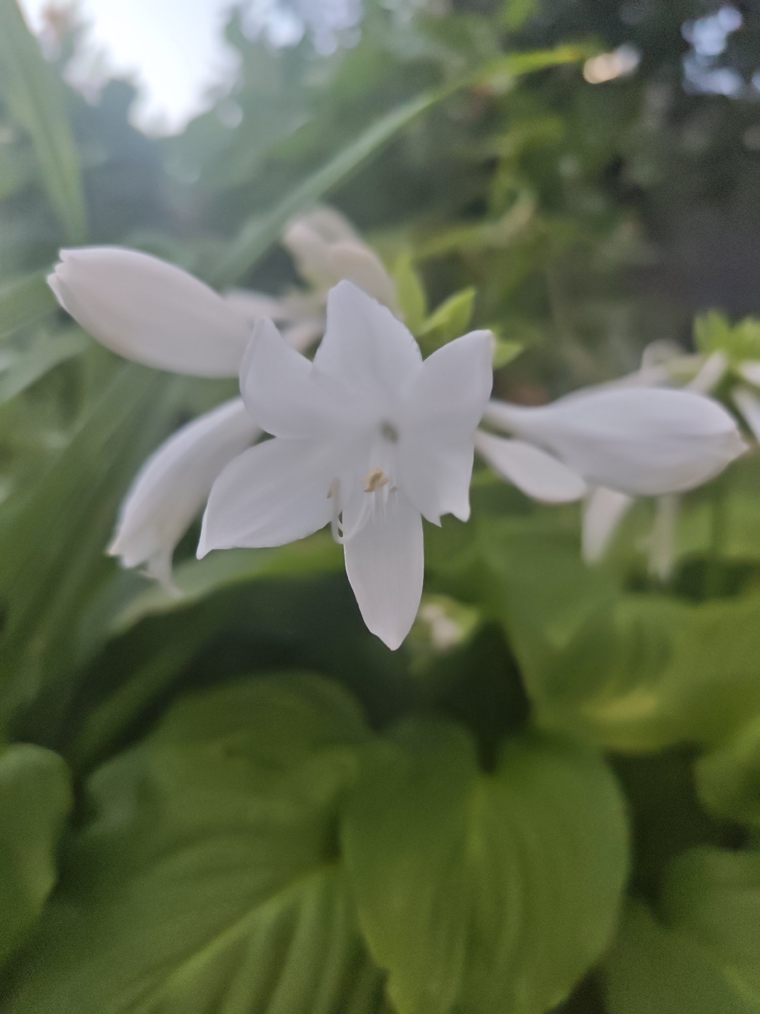 The image displays a close-up, vertical shot of a white hosta flower in bloom. The flower is the central focus, with its delicate white petals, one of which is prominently displayed in the foreground. Several other hosta flowers and buds are visible in varying degrees of focus behind the main subject, suggesting a cluster of these plants. The surrounding environment is lush and green, characteristic of a garden or park setting, with broad hosta leaves forming the lower portion of the frame. The background consists of blurred greenery and a bright sky, indicating an outdoor scene. The lighting suggests it is daytime, possibly morning or late afternoon, with soft light illuminating the flower. There are no people, animals, or man-made structures visible in the image, focusing solely on the natural beauty of the hosta plant.
The location in the city of Kyiv, Ukraine, is not discernible from the visual information present in the image.