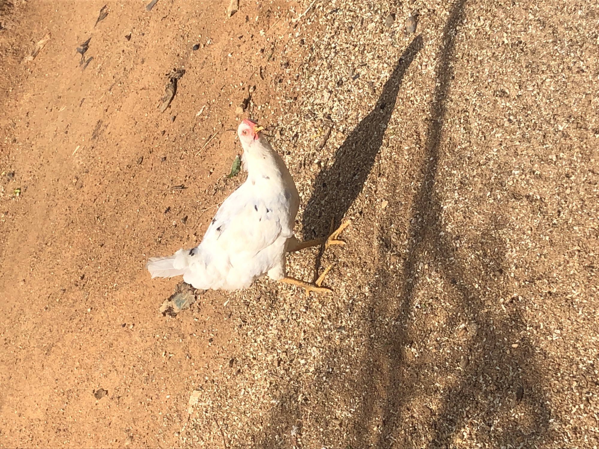 A white chicken with black spots on its wings and tail is standing on sandy ground. The chicken is facing right and appears to be pecking at the ground. Its legs are yellow and its comb is red. The ground is covered with sand and small pebbles, and there is a shadow cast by the chicken on the ground. The background is out of focus and appears to be a dirt path or an area with dry vegetation.