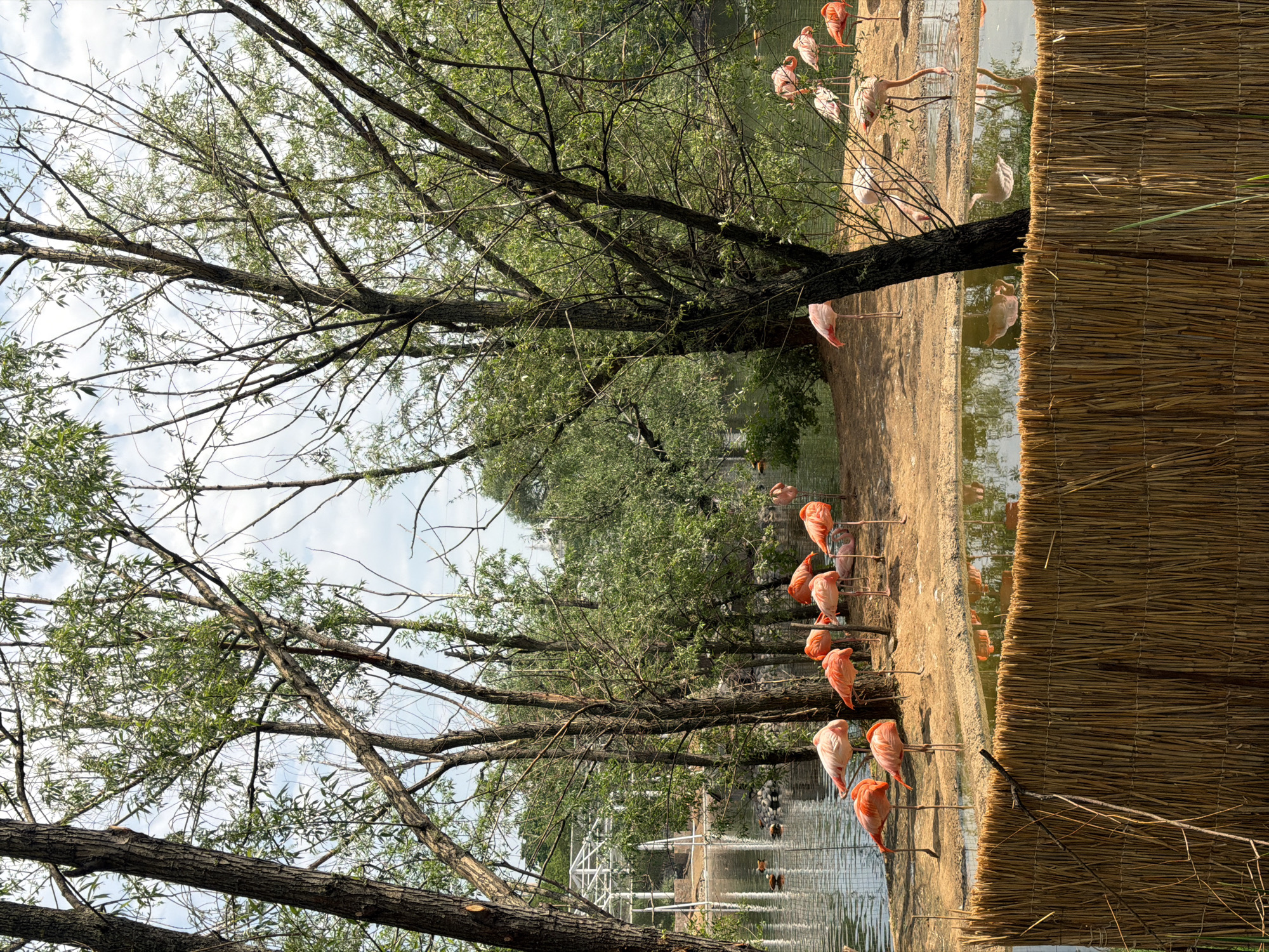 The image depicts a scene at the Moscow Zoo in Moscow, Russia. A flock of flamingos are visible along the water's edge, some standing on land and others wading in the water. Trees with visible branches and green foliage frame the scene, with some branches extending into the sky. A woven straw-like structure is also present in the image. In the background, architectural elements, possibly a part of the zoo's infrastructure, can be seen. The environment suggests a natural setting within the zoo.