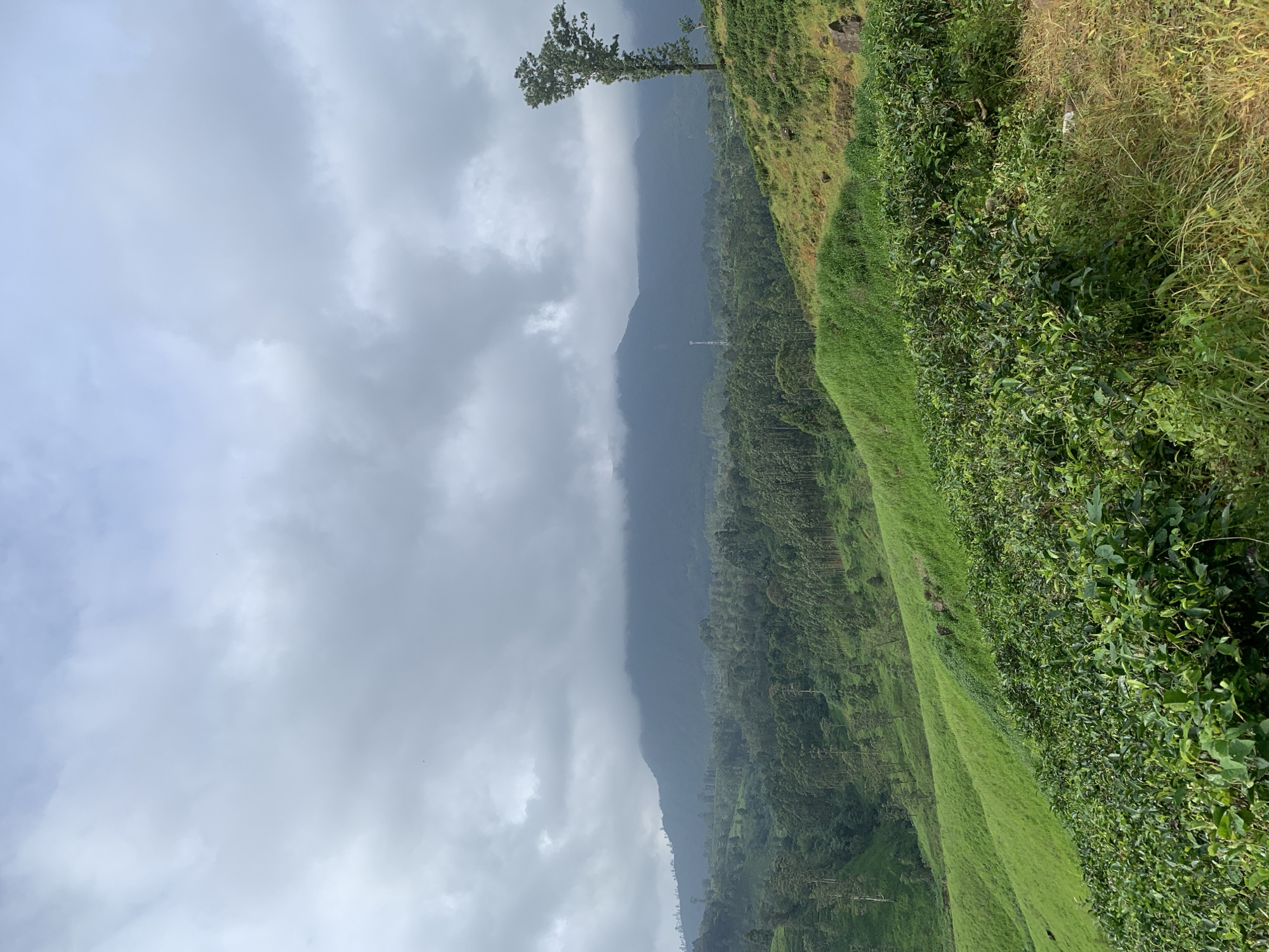 The image depicts a sweeping landscape of rolling green hills and lush vegetation, likely a tea plantation, under a cloudy sky. In the foreground, dense green tea bushes cover the lower portion of the frame. Behind them, the land slopes upwards, covered in vibrant green grass. Further in the background, a dense forest of tall trees stretches across the hills, leading to a misty mountain range in the distance. A solitary, tall tree stands on the right side of the frame, silhouetted against the sky. A telecommunications tower is visible in the valley between the hills and the mountains. The overall impression is one of natural beauty and tranquility, indicative of a rural or semi-rural setting. The mention of Devon, Sri Lanka suggests this is likely a well-known viewpoint or agricultural area in that region, renowned for its tea estates.