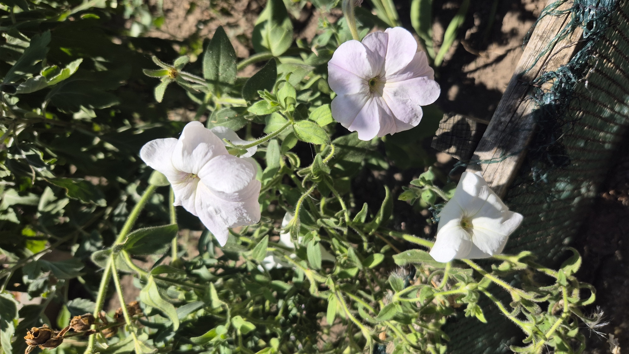 In a garden setting within the city of Butovo, Bulgaria, three petunia flowers are the primary subjects. Two are white, and one is a pale lavender. The flowers are in bloom, with their trumpet-shaped petals open. The white petunias are positioned towards the lower left and upper center of the frame, while the lavender petunia is located in the middle right.
The flowers are growing on green, slightly hairy stems and surrounded by lush green foliage. There are also some dried seed pods visible, particularly in the upper left quadrant, indicating the plant's life cycle. The ground beneath the plants appears to be dry soil. A weathered wooden plank lies diagonally across the lower half of the image, partially obscured by a dark green mesh net. Sunlight casts distinct shadows across the scene, highlighting the textures of the plants and the wooden plank. The overall impression is of a natural, somewhat untamed garden space bathed in sunlight.