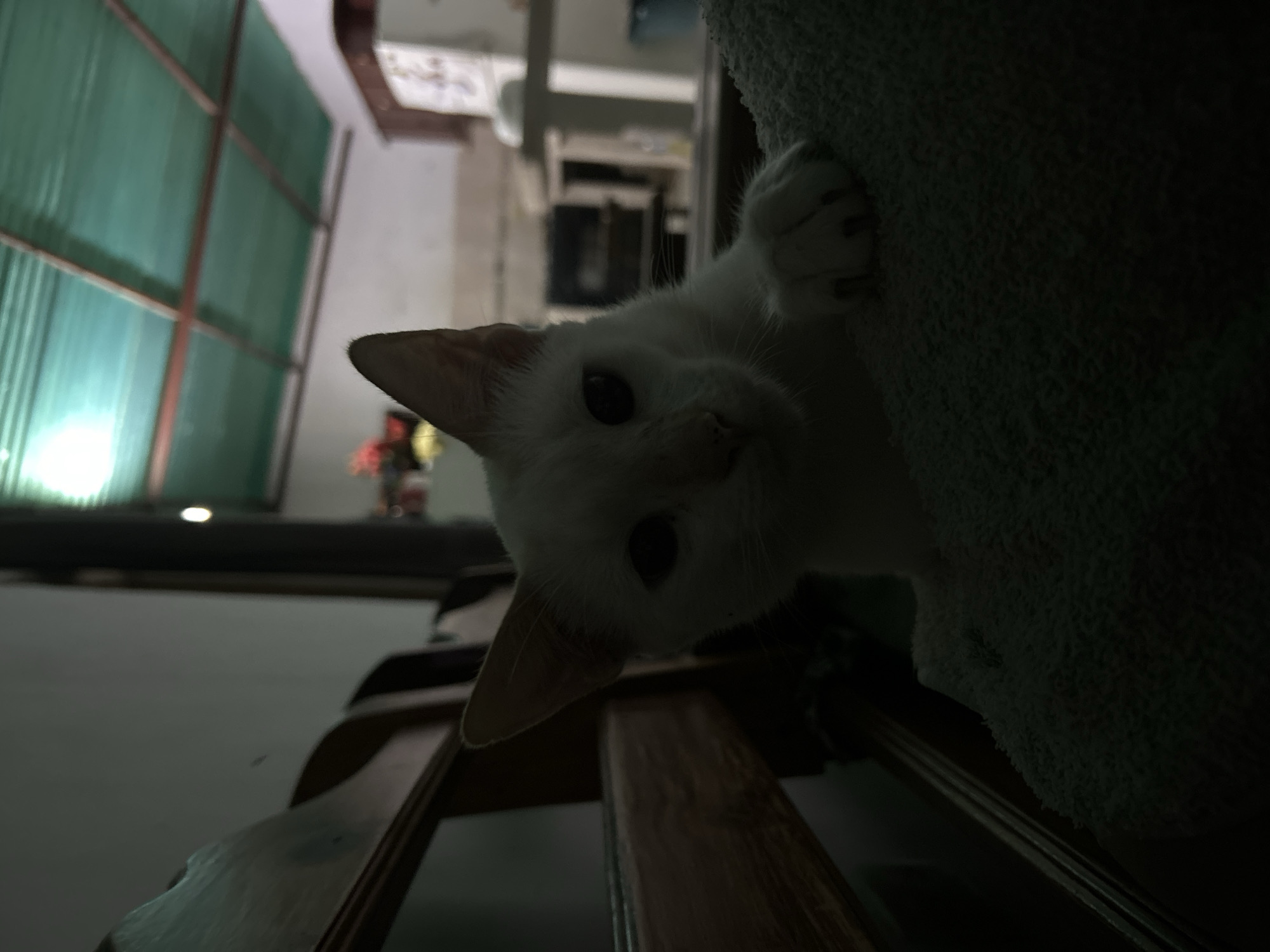 In Juan Griego, Venezuela, a white cat is captured in a dimly lit indoor setting, likely a home. The cat is positioned on a textured surface, possibly a towel or blanket, with its front paws resting on it. One paw is clearly visible, showing its claws extended. The feline has piercing dark eyes and prominent ears, with the right ear slightly bent. Behind the cat, a wooden chair or furniture piece is visible to the left, casting a shadow. The background reveals a domestic interior, with what appears to be a kitchen or living area featuring cabinets and shelving. Above, a green corrugated roof with supporting beams is visible. The lighting is low, with a strong contrast between illuminated areas and deep shadows, suggesting ambient light sources from the background and possibly an opening in the roof.
