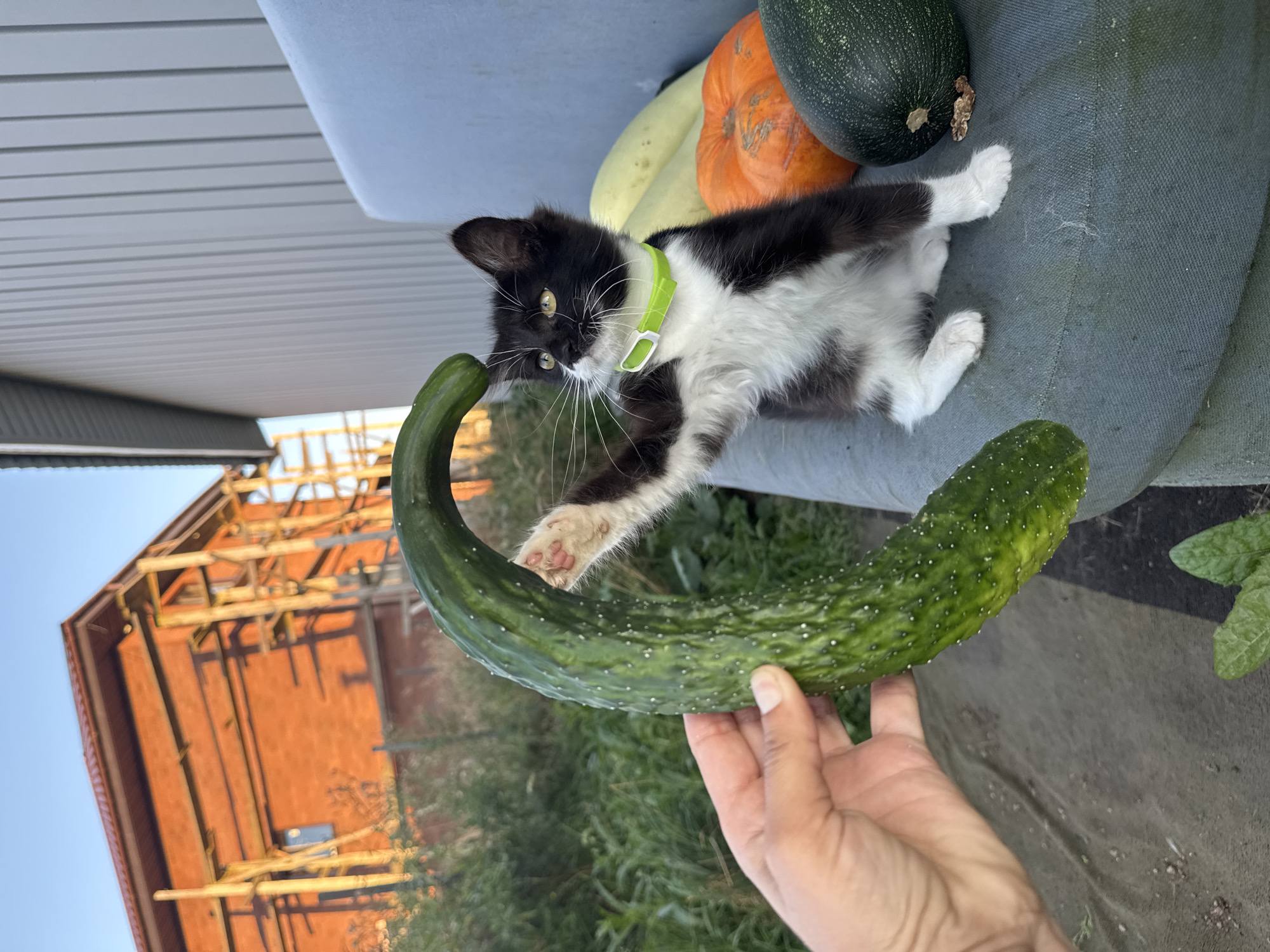 In Kempelevo, Russia, a black and white kitten wearing a bright green collar sits on a gray outdoor cushion. The kitten is positioned to the right of the frame, looking to its left. In front of the kitten, a large, bumpy green cucumber is held in a person's left hand, which is positioned on the left side of the frame. The kitten's right paw is extended towards the cucumber. Behind the kitten on the cushion are several vegetables: a small orange pumpkin, a light yellow squash, and a dark green zucchini. The background shows a house under construction with visible scaffolding, and a gray siding wall on the right. Green foliage and vegetation are visible behind the house. The scene is illuminated by the warm light of a setting sun.