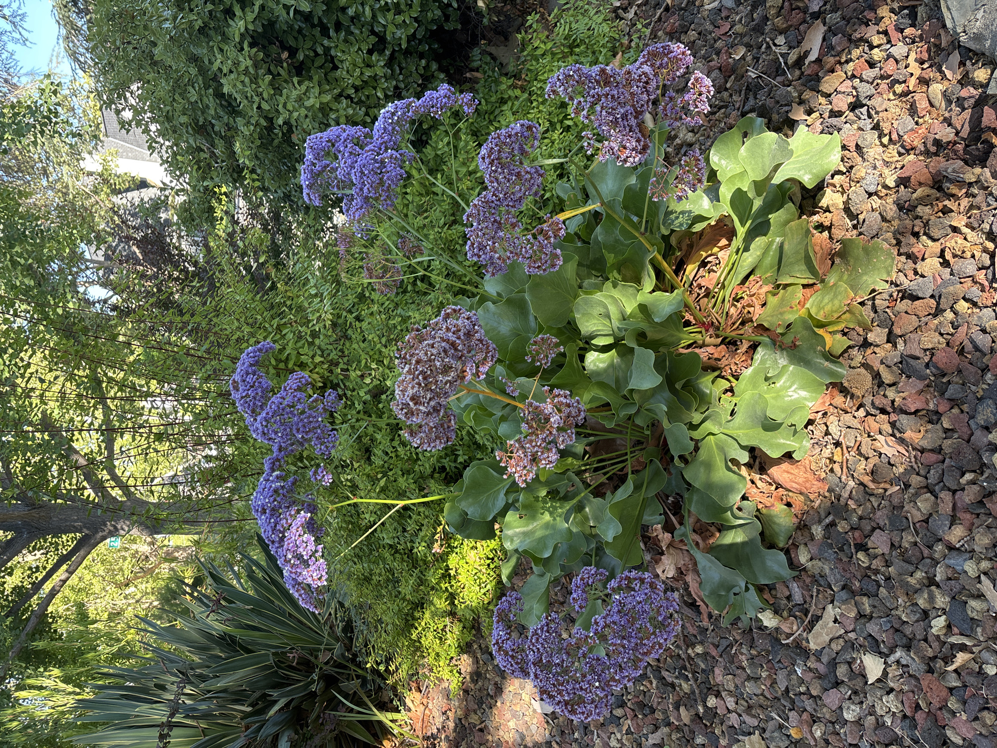 The image displays a close-up, low-angle view of a flowering plant with clusters of small, purple flowers and large, green, wavy leaves. The plant is situated outdoors, with a background of lush green foliage and trees, suggesting a garden or natural setting. The ground is covered with dark, reddish-brown gravel. In the upper left portion of the image, a building with a light-colored roof and some architectural details is partially visible through the trees. The sunlight casts shadows, indicating it is daytime. The overall scene is serene and natural, with the vibrant purple flowers providing a pop of color against the greenery and gravel. There is no visible text in the image. The location context is Sacramento, United States of America.