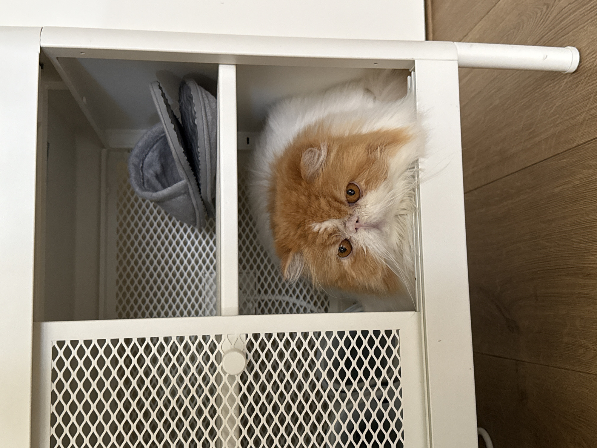 A white cabinet with a mesh door stands on a brown wooden floor. Inside the cabinet, on the left, is a pair of gray slippers. In the compartment to the right of the slippers is a white and orange cat looking down at the camera. The photo does not contain any information to indicate this image was taken in Barcelona, Spain.