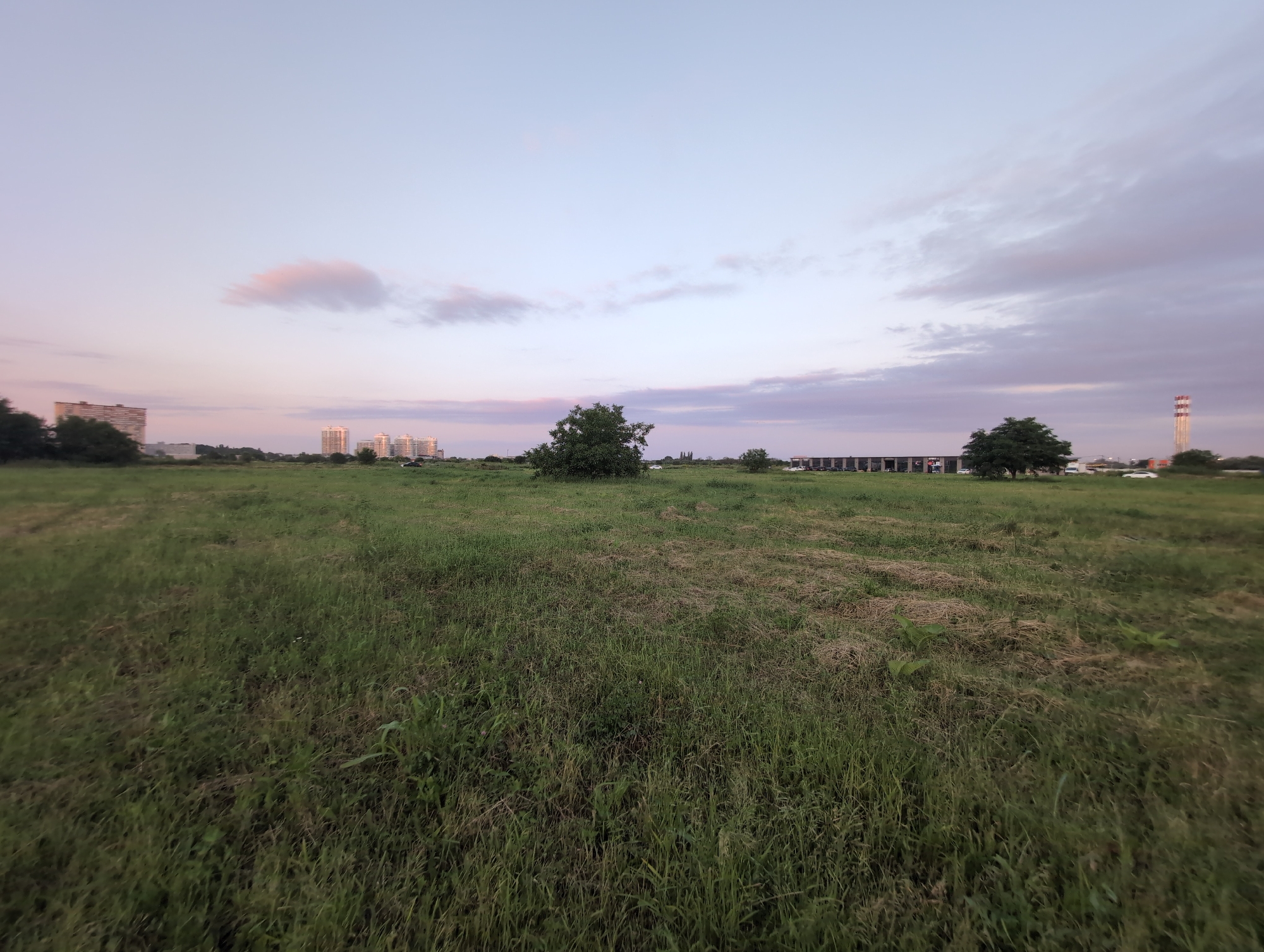 The image depicts an open, grassy field at dusk in Krasnodar, Russia. In the distance, a line of modern, multi-story buildings, some appearing to be residential apartments, are visible on the horizon. To the far right, a tall industrial structure, possibly a radio tower or chimney, stands out against the pale sky, which displays subtle hues of pink and purple from the setting sun. Several trees are scattered across the field, with denser foliage on the left side. The foreground is dominated by tall, green grass, with some patches of dried vegetation. A few vehicles, including cars and what appears to be a small truck, are parked along a road or pathway in the middle ground. The overall scene suggests an urban fringe area, where undeveloped land meets the city.
