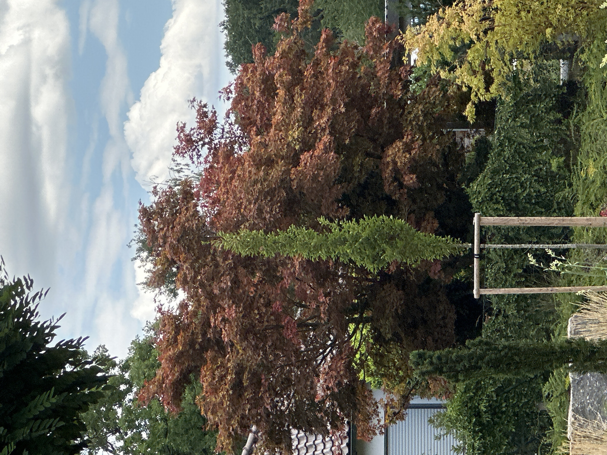 The image captures a garden scene with various trees and plants under a cloudy sky. Dominating the center is a large tree with reddish-brown foliage, likely a Japanese maple. To its left, a house with a tiled roof is partially visible. In front of the larger tree, a slender, dark green evergreen tree is staked with wooden poles. To the right of the reddish-brown tree, a tree with bright yellow-green leaves stands out. The foreground features a low hedge, dry grasses, and a large, rough-hewn stone. The overall impression is that of a well-maintained residential garden. The location is specified as Günzburg, Germany.