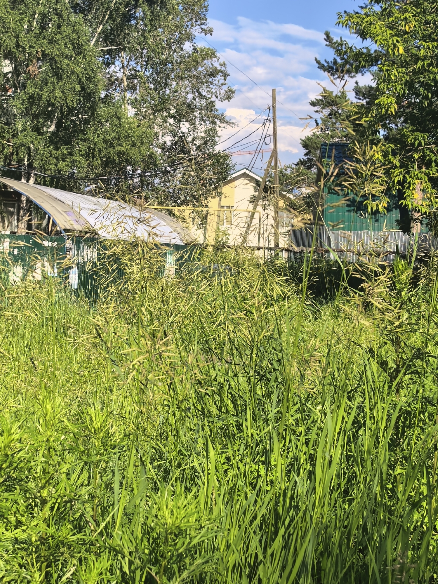 This media file captures a sun-drenched scene of overgrown vegetation in front of a residential property. The foreground is dominated by tall, green grass and weeds, some of which are beginning to seed, creating a wild and untamed appearance. Behind the dense foliage, a glimpse of a light-colored house with yellow accents can be seen, partially obscured by trees.
To the left of the house, a white, semi-transparent awning or roof structure is visible, supported by metal poles. A green fence runs along the property line, with some sections appearing weathered. Further in the background, power lines are strung between wooden poles, suggesting a suburban or rural setting. Tall trees with lush green leaves frame the scene on the left and right, adding to the sense of a natural environment encroaching on human habitation.
The sky is a vibrant blue with scattered white clouds, indicating fair weather. The sunlight casts strong shadows and highlights the textures of the plants, suggesting it is a bright, clear day, likely mid-morning or early afternoon. There is no visible text in the image. The overall impression is one of a slightly neglected but peaceful outdoor space bathed in warm sunlight.