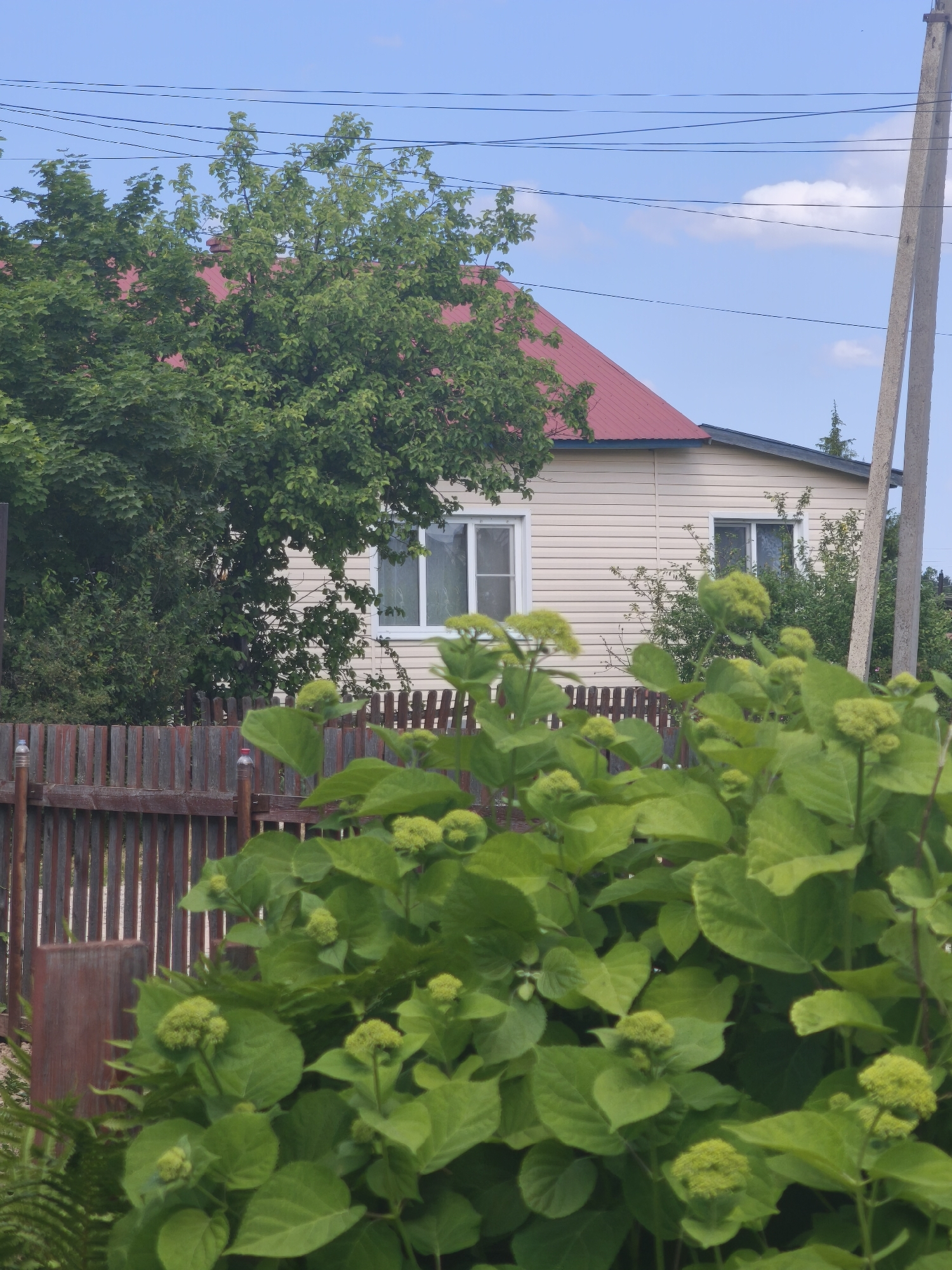 A medium shot captures an outdoor scene in Kady, Russia. In the foreground, a cluster of large green leaves and undeveloped flower buds dominate the frame, obscuring a portion of a weathered wooden fence that runs horizontally across the lower half of the image. The fence is constructed of vertical wooden planks, some of which appear darker than others, suggesting age and exposure to the elements. Behind the fence and foliage, a single-story house with light-colored siding and a red roof is partially visible. Two white-framed windows are present on the house's facade. A mature green tree with dense foliage is positioned to the left of the house, its branches reaching towards the red roof. In the background, a utility pole with wires stretching across the sky is visible to the right. The sky is a clear blue with a few scattered white clouds. The scene appears to be a residential area in a rural or suburban setting. No people are present in the image, and no specific actions or interactions are depicted.