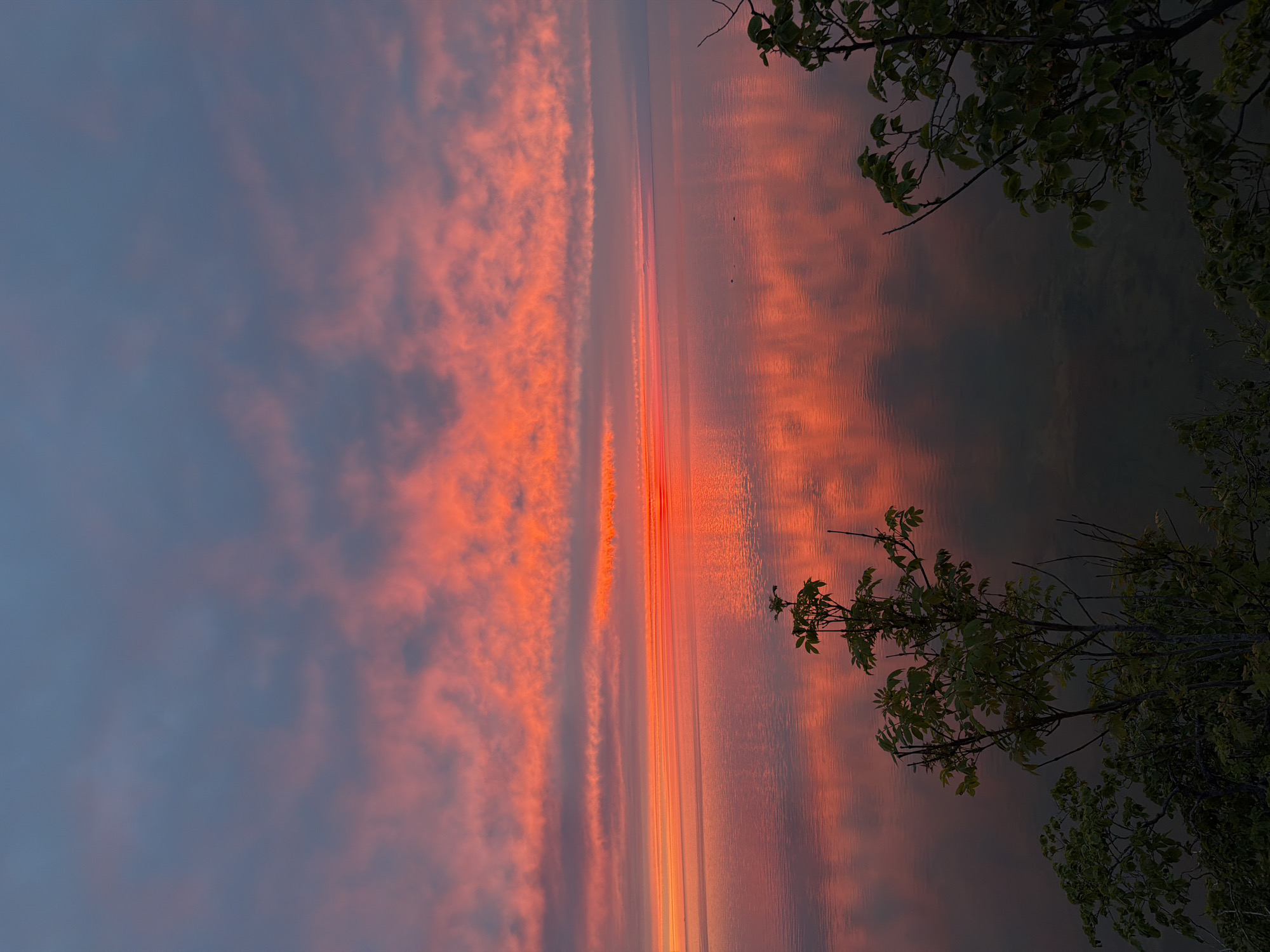 This image depicts a sunset over the Baltic Sea, viewed from the coast of Vääna-Jõesuu, Estonia. The sky is filled with dramatic clouds painted in vibrant shades of orange and pink, reflecting intensely on the calm surface of the water. The horizon line is sharp, with a band of bright orange light indicating the setting sun. In the foreground, silhouetted against the colorful sky and water, are dark green branches and leaves of trees, adding depth and framing the scene. There are no people or specific man-made structures visible, emphasizing the natural beauty of the coastal landscape.