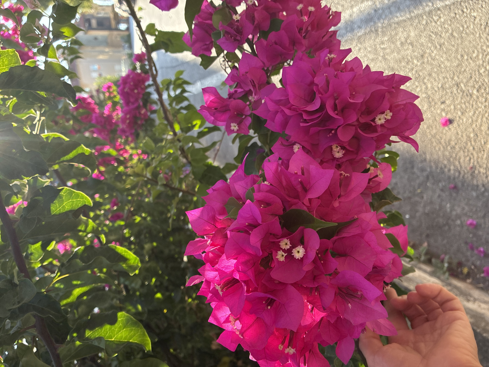 A close-up, eye-level shot captures a vibrant cluster of hot pink bougainvillea flowers in Alanya, Turkey. The flowers, with their delicate, papery bracts and small white centers, are in sharp focus in the foreground, illuminated by the warm, late afternoon sun. A left hand, with light skin tone, gently touches the lower portion of the flower cluster. Behind the bougainvillea, out-of-focus green leaves and branches form a lush canopy. In the background, a paved road and a building with light-colored walls are visible, hinting at an urban setting. The overall scene is bathed in a soft, golden light, with rays of sunlight filtering through the leaves.