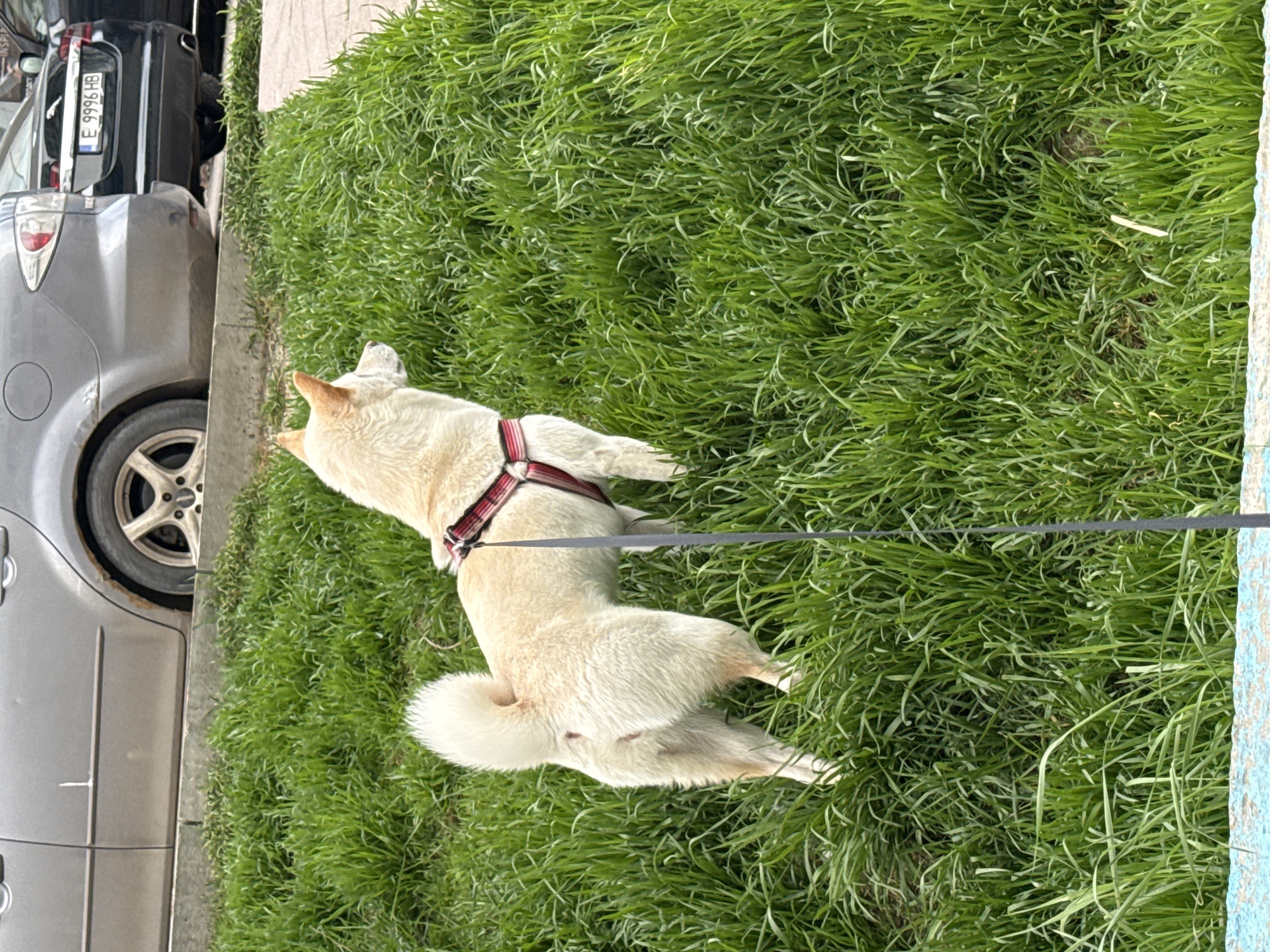 A light-colored dog with a red harness lies on green grass next to a gray car. The car is parked next to a sidewalk. A black car is parked behind the gray car. The license plate of the black car reads "E 9996 HB". The dog is lying down facing away from the street with a black leash attached to the harness. The location is likely in Sofia, Bulgaria, due to the license plate code 'E' which is the Sofia Oblast.