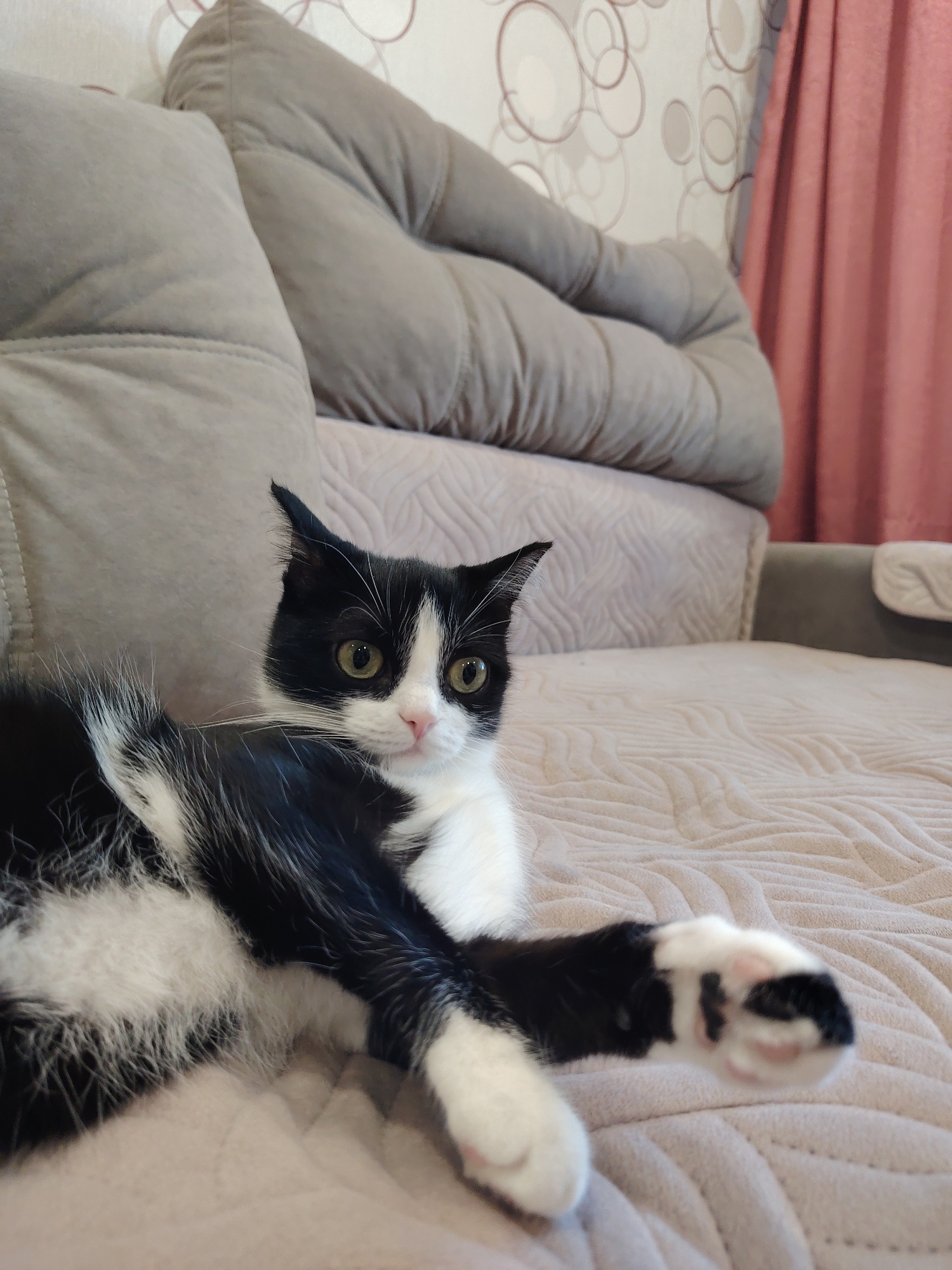 A medium shot captures a black and white cat lounging on a light brown quilted couch. The cat faces the camera with alert green eyes and ears perked slightly upwards. Its right front paw is extended, with black and white markings visible on the toes. The couch has a puffy, light gray backrest, and a decorative pattern is seen on the wall behind it. To the right of the couch, a peach-colored curtain hangs.