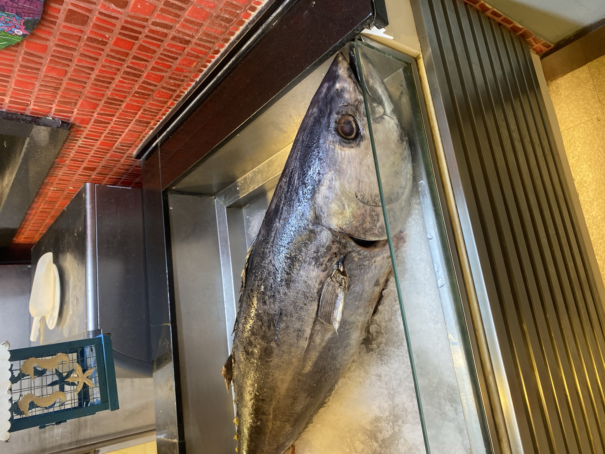 A large, whole, uncleaned tuna rests on a bed of crushed ice in a refrigerated glass display case. The fish, which is dark grey with iridescent scales, is positioned lengthwise in the case. Its head is on the right side of the frame, and its tail is to the left. The display case is made of glass and stainless steel. Behind the display case, a red tiled wall with a mosaic pattern is visible. Above the display case, a stainless steel counter is present, and on it, a white plastic scoop and a small white plate are arranged. To the left of the counter, a decorative wooden birdhouse with seahorse and starfish motifs is hanging. The floor is tiled in a yellow hue. The overall setting appears to be a fish market or seafood counter in a restaurant or store in Aksu, Turkey. There are no people visible in the image.