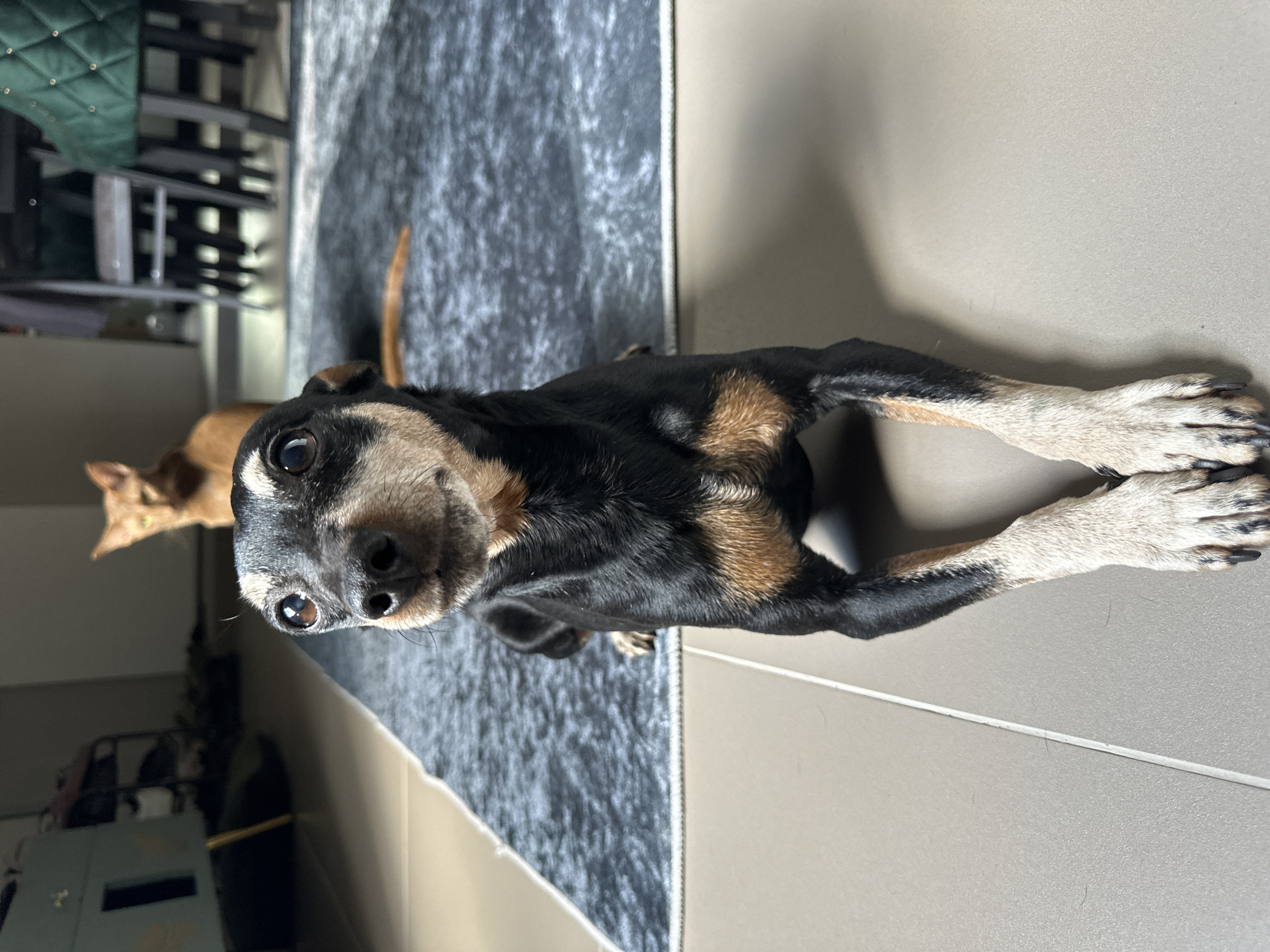 A small black and tan dog with large, alert eyes is lying on a grey rug in front of a tiled floor. The dog is facing the camera, with its front paws crossed and its head tilted slightly. In the background, a tan cat is standing, looking towards the dog. The environment appears to be indoors, possibly a living room, with furniture and a rug visible. The image does not provide any specific information about the location in Konstantinovo, Russia.