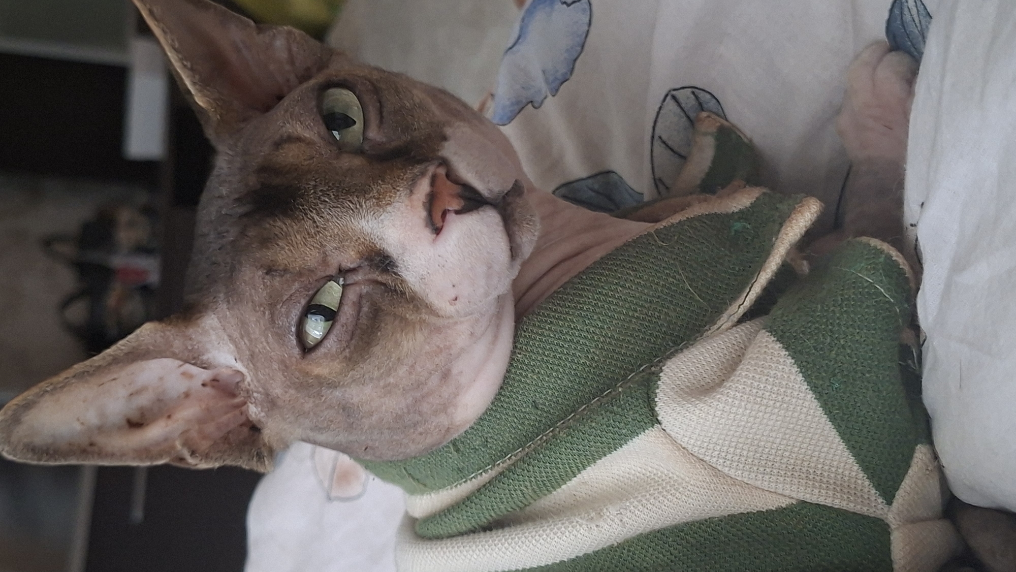 A close-up, eye-level, vertical shot focuses on the head and upper body of a hairless cat wearing a green and cream striped sweater. The cat has large, prominent ears with dark spots inside, wrinkled skin, and striking green eyes that look directly at the camera with a slightly judgmental expression. Its pink nose is visible, with a small dark spot below it. The cat is positioned on a white surface with a subtle pattern of blue and white cloud-like shapes. In the background, the environment is blurred, suggesting an indoor setting with indistinct objects and furniture. The lighting is soft, highlighting the cat's features. The overall scene has a domestic, indoor feel. The location in the city of Myadzyel, Belarus is not discernible from the image.
