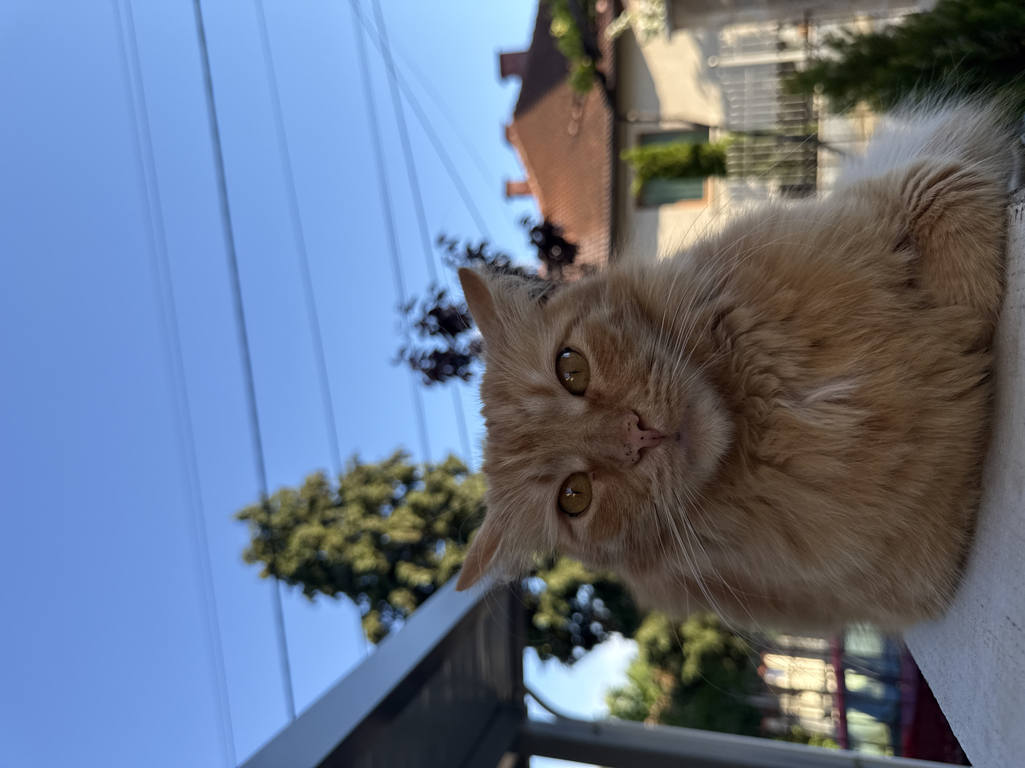 A close-up, low-angle shot depicts an orange cat with yellow eyes, perched on what appears to be a white ledge or railing. The cat is the primary focus, its face centrally positioned in the frame. Behind the cat, the scene includes a glimpse of a building with a red tiled roof, trees with green foliage, and a bright blue sky. Power lines are visible against the sky. Given the location of Berkovitsa, Bulgaria, it is likely that the architecture reflects a typical Eastern European urban or suburban setting. The cat's expression is alert, and it seems to be looking directly at the viewer. The overall scene suggests a bright, sunny day.