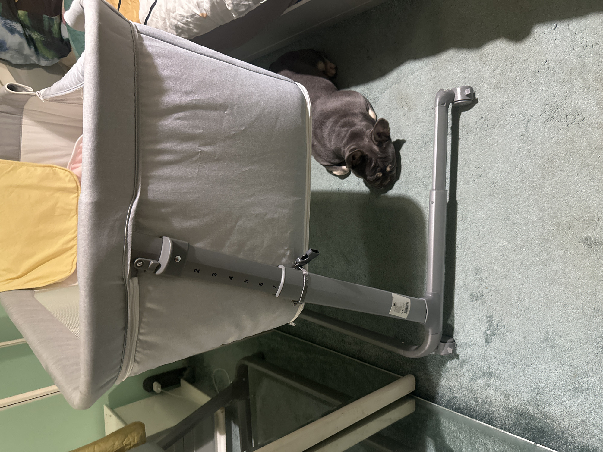 A gray baby bassinet is positioned on a light green carpet. Next to the bassinet, a gray bulldog lays on the floor. The bassinet has a yellow cloth and what appears to be a pink cloth inside. The bassinet has a gray metal frame. The location is Unknown, Unknown.