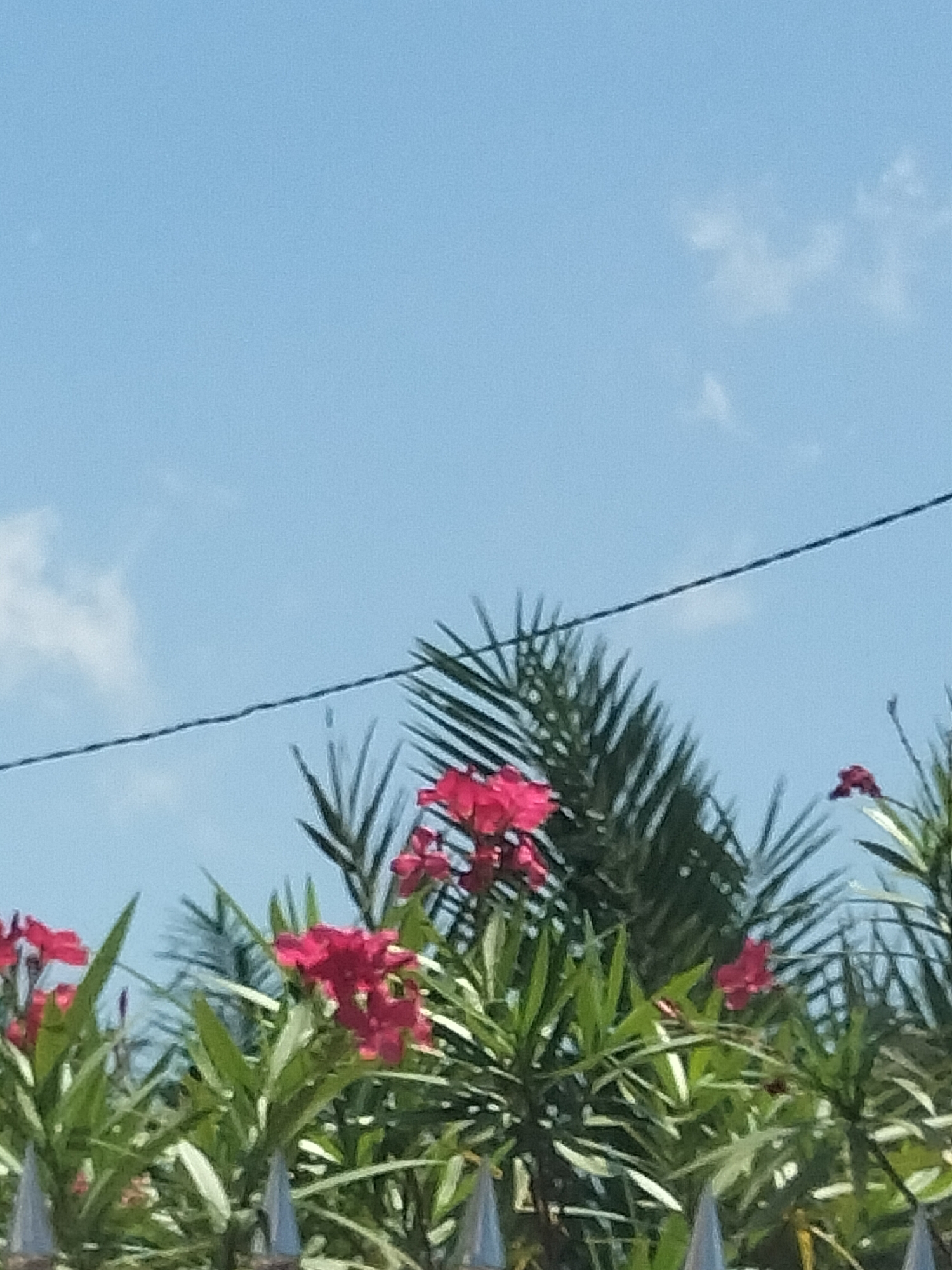 The image shows a low-angle view of pink oleander flowers and palm fronds against a blue sky with scattered clouds. In the foreground, there are metallic fence posts. A wire runs horizontally across the upper part of the frame. The location is Matangkruet, Indonesia.