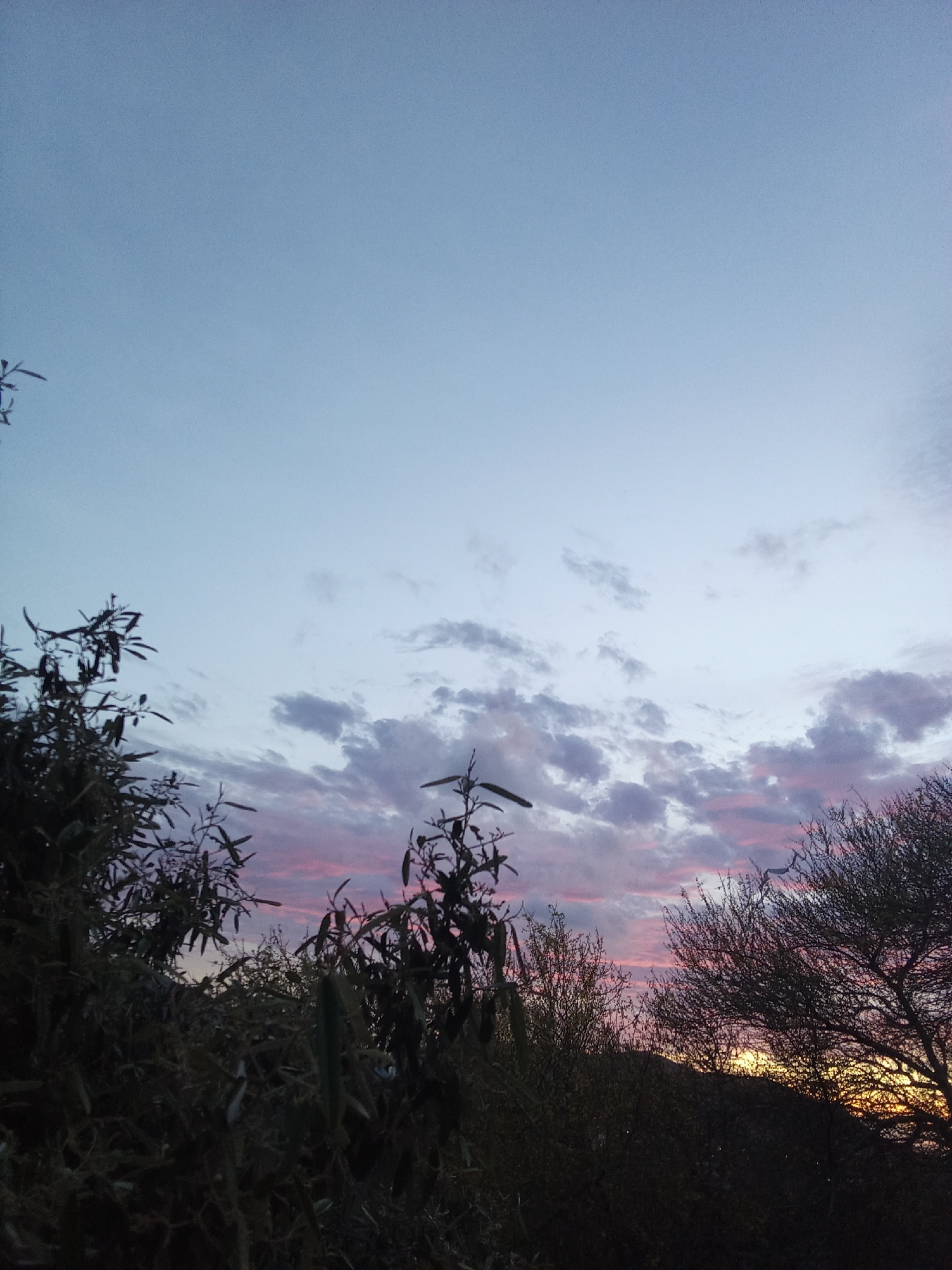 The image depicts a sunset scene in Juan Griego, Venezuela. The sky transitions from light blue to a dusky pink and purple near the horizon, with scattered grey clouds. In the foreground, dark, silhouetted bushes and trees obscure the view, with a small glimpse of the sun setting behind a hill. The overall environment appears natural and undisturbed. No people or active interactions are visible.