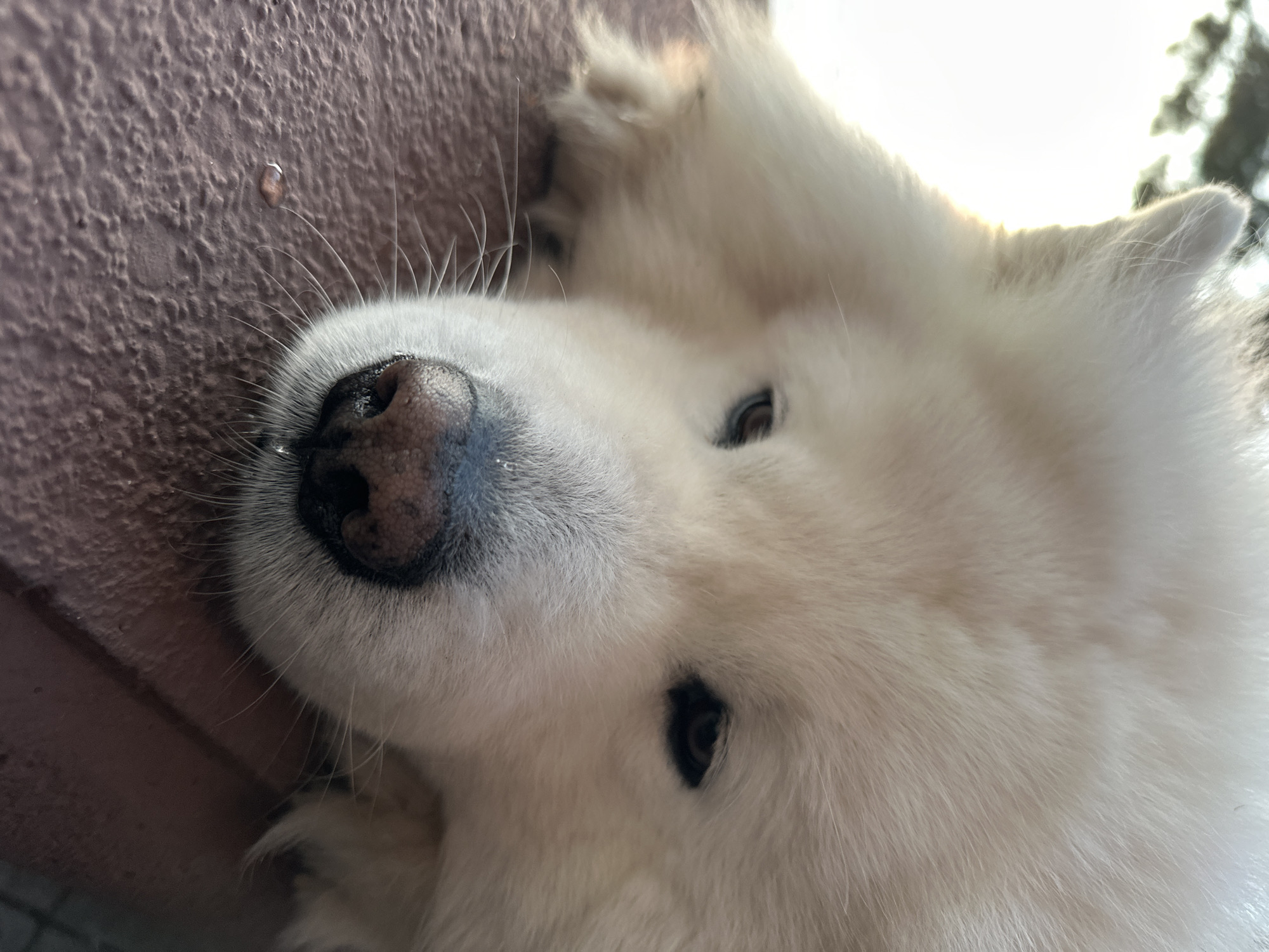 A close-up, high-angle portrait captures a fluffy white dog, likely a Samoyed, relaxing outdoors in Šušanj, Montenegro. The dog is positioned on its back or side, looking upwards directly at the viewer with soft, dark eyes. Its head is slightly tilted, prominently featuring its wet, black nose, adorned with a small glistening droplet, and numerous long, delicate whiskers that fan out against its pristine white fur.
The upper-left portion of the frame is dominated by a textured, brownish-purple wall or vertical surface, which serves as a contrasting backdrop to the dog's light fur. A clear water droplet is visible on this surface near the dog's snout. On the upper-right, the scene opens up to a bright, sunlit sky, with faint, out-of-focus silhouettes of tree branches or foliage, indicating an outdoor setting and clear weather during the daytime.
The dog's thick, luxurious white fur is a dominant feature, appearing incredibly soft and well-groomed. One of its paws is visible near its head, partially covering its face in a relaxed or playful gesture. The bright natural light illuminates the dog's features, highlighting the texture of its fur and the details of its expression, conveying a sense of calm and gentle curiosity. There is no visible text in the image.