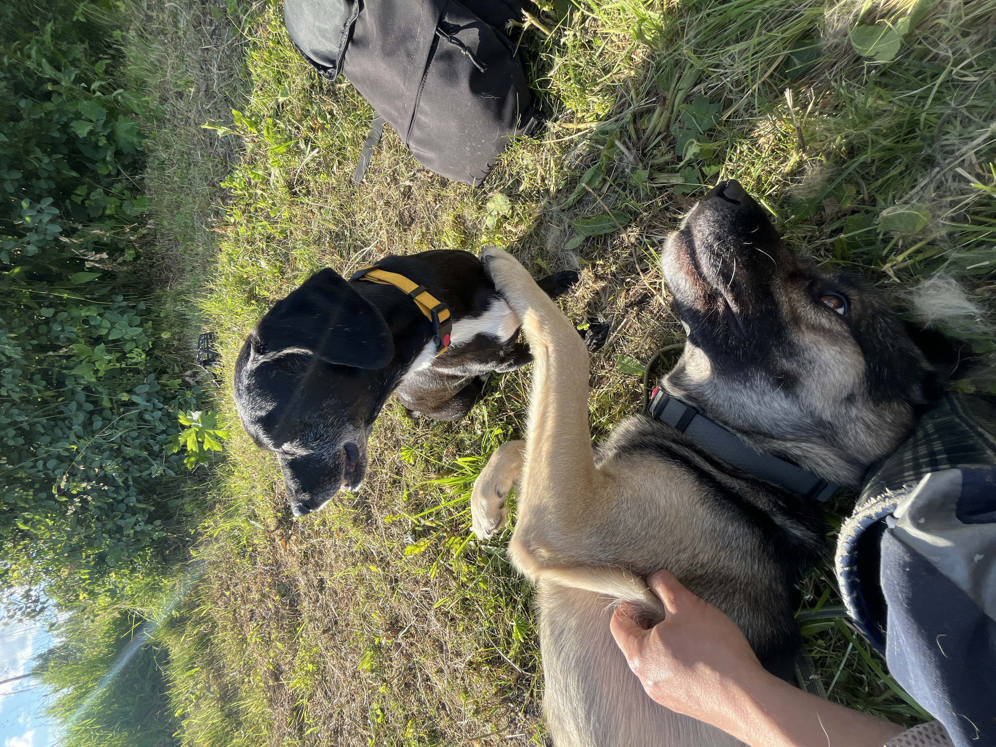 Two dogs are lying on the grass outdoors. One dog, a black and tan German Shepherd type, is lying on its back with its head turned to the right, looking at the camera. Its paws are extended upwards, and a human hand is petting its belly. The second dog, a black dog with a yellow collar and a white chest marking, is sitting up to the right of the German Shepherd, with its head turned to the left, looking away from the camera. A black backpack is visible to the right of the sitting dog. The scene appears to be in a grassy area with green bushes and trees in the background, illuminated by sunlight. The location is specified as the city of Nizhny Tagil, Russia.