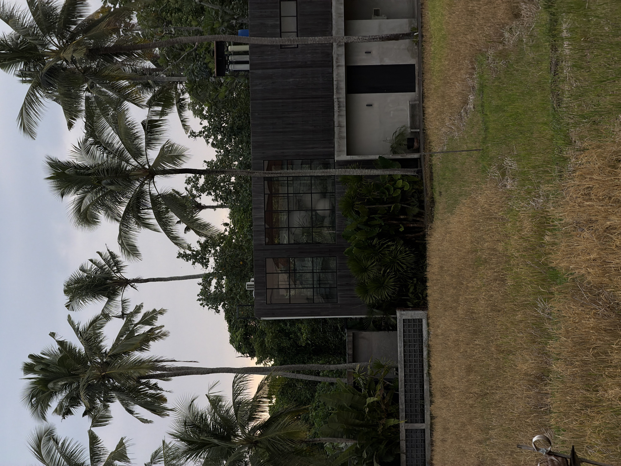 The image displays a tranquil tropical landscape centered around a modern building. In the foreground and extending along the left, several tall palm trees with lush green fronds reach towards a light, overcast sky, indicative of late afternoon or early evening.
A contemporary two-story building occupies the middle ground. Its upper sections feature dark wooden cladding, while the lower parts are constructed from lighter concrete. Large, grid-paned windows reflect the surrounding foliage, and a dark, recessed doorway is visible on a concrete section. Minimalist outdoor light fixtures are affixed to the building's exterior, and some plumbing or mechanical equipment can be seen near the roofline on the left side of the structure. The building is enveloped by dense, tropical greenery, including various plants and trees.
To the right of the building, a vast agricultural field stretches into the distance. The field is predominantly covered in dried, golden-brown grasses or crop remnants, with scattered patches of greener vegetation. A low wall or fence with a gridded top marks the boundary between the building's property and the field. No people or text are visible, emphasizing the serene and untouched quality of the scene. The overall setting is consistent with a rural or semi-rural environment in a tropical locale such as Mengwi, Indonesia.