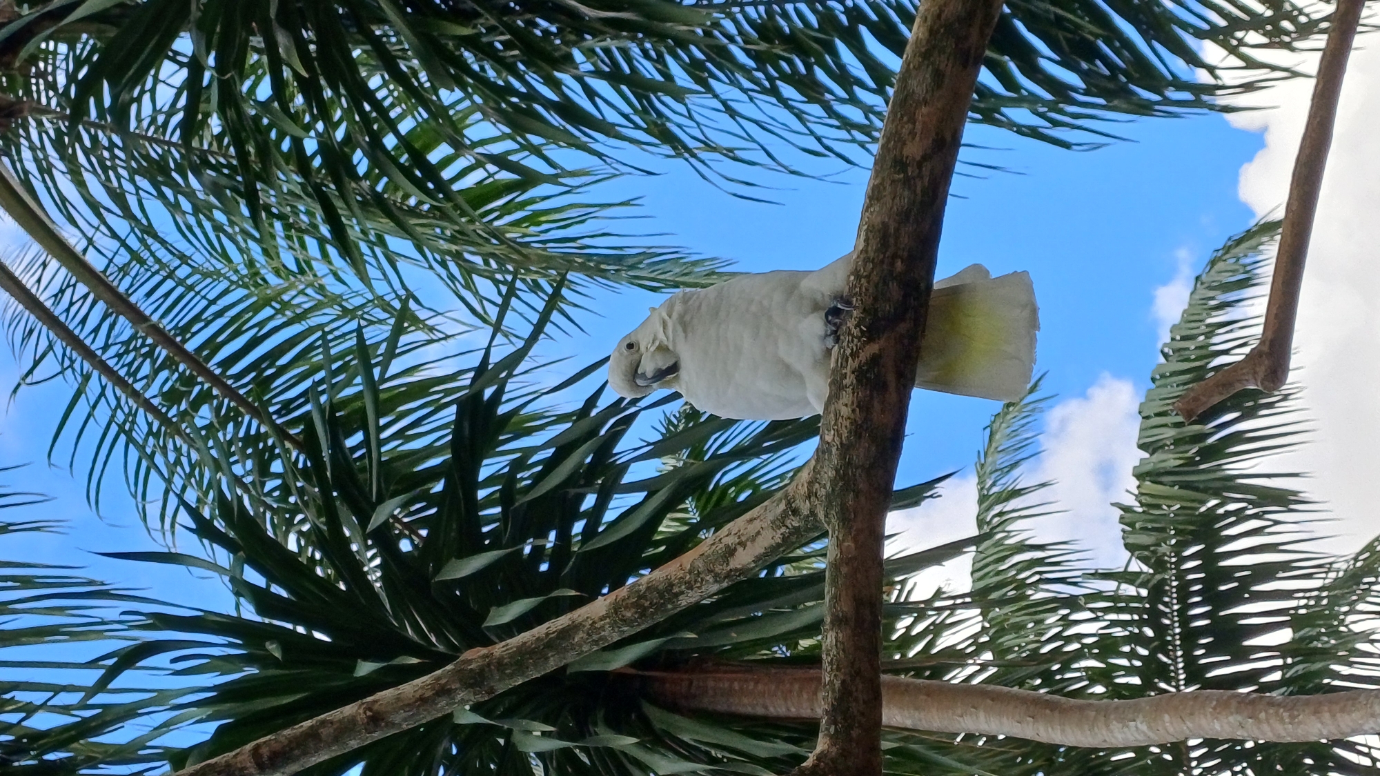 A Sulphur-crested cockatoo sits perched on a branch in Sukawati, Indonesia. The bird is primarily white with a yellow tail and crest, and it's looking downward. Palm leaves frame the scene, with a blue sky dotted with white clouds visible in the background.