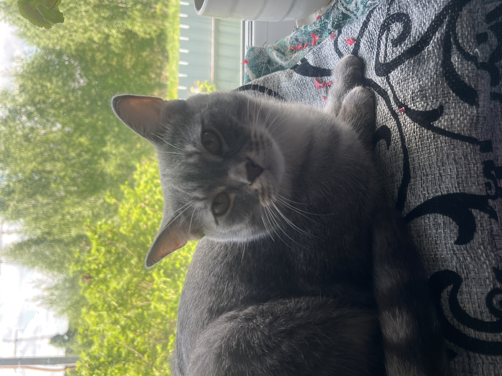 A gray cat lies on a patterned gray blanket near a window. The cat faces the camera, its head tilted slightly. Outside the window, green trees are visible. The location is not discernible to Nizhny Tagil, Russia.