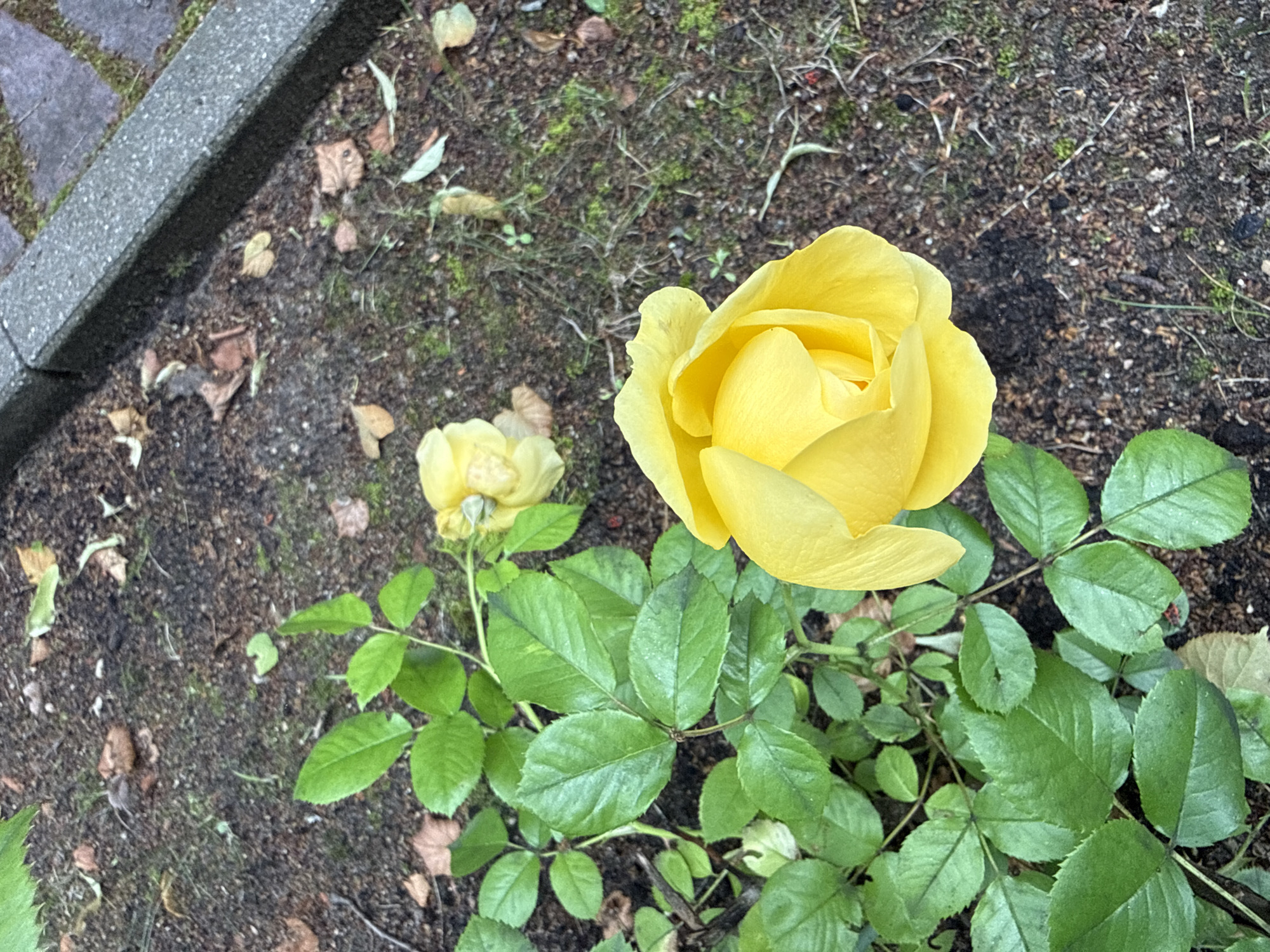 A close-up, high-angle shot shows two yellow roses and green rose leaves against a dark, earthy background. One rose is in sharp focus in the foreground, its petals tightly furled. The second rose, faded and less distinct, is positioned further back. The ground is covered with dirt, dry leaves, and some sparse grass. A gray concrete border runs along the upper right edge of the frame, suggesting a garden or pathway. The scene is situated outdoors in Vilnius, Lithuania.