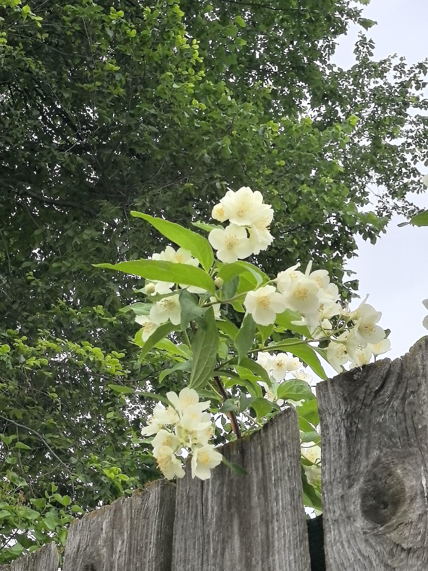 A low-angle outdoor shot captures a cluster of white, five-petaled flowers with prominent yellow stamens and bright green elliptical leaves, extending over a weathered wooden fence. The flowers, appearing to be from a mock orange shrub (Philadelphus), are in full bloom. The fence, composed of vertical, greyish-brown planks, exhibits visible wood grain and a circular knot on one of the rightmost planks. Behind the fence and flowers, a dense canopy of green deciduous trees fills the upper background, with patches of a light, possibly overcast, sky visible through the foliage. No people, animals, or specific architectural landmarks are present. The scene is consistent with a garden or natural area during daytime. While the specific location in Perm, Russia, was provided, the visual content of the image does not contain identifiable geographic markers to corroborate this city.