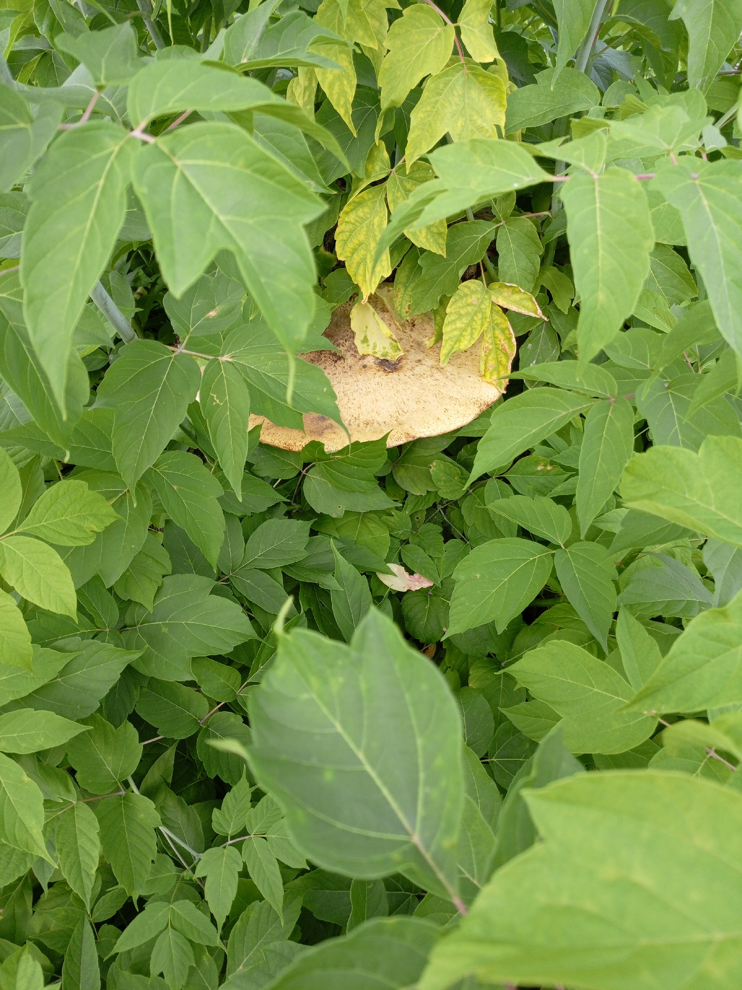 The media file is a close-up, vertical shot of a large, pale yellow mushroom with a textured cap, nestled amongst dense green foliage. The mushroom's cap is round and flat, with visible gills underneath that are mostly obscured by leaves. The surrounding leaves are a vibrant green, with some showing slight yellowing, indicating potentially changing seasons or varying light conditions. The foliage appears to be from a shrub or tree, with compound leaves that are ovate with serrated edges. The overall impression is one of natural growth and a hidden discovery within a garden or wooded area. There are no people or animals visible. The lighting suggests it could be daytime, possibly overcast or shaded, as there are no harsh shadows. The setting is likely outdoors, in a natural or semi-natural environment, consistent with a location like Shadrinsk, Russia, where such flora and fungi are common. The image focuses on the texture and color of the mushroom and the surrounding leaves, creating a sense of organic detail. No text is visible in the image.