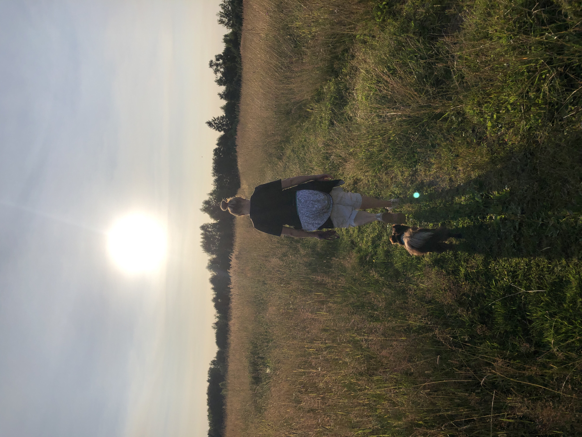 A person is walking a small dog through a field of tall, dry grass under a bright sun. The person is wearing a black t-shirt and light-colored shorts, with their hair pulled up in a bun. The dog, which is brown and fluffy, walks slightly ahead of the person. The sun is high in the sky, casting long shadows. The field is surrounded by a line of trees in the distance. The scene appears to be in a rural or semi-rural area.