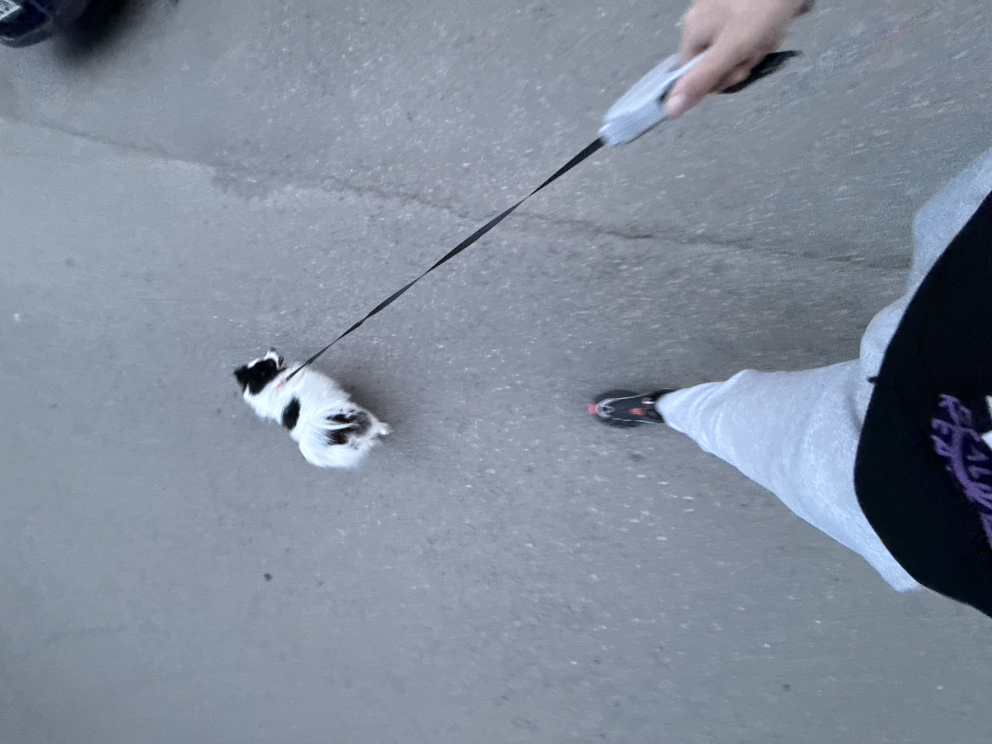 An aerial shot shows a person walking a small black and white dog on a retractable leash in an outdoor, urban environment. The surface is concrete. The person is wearing gray sweatpants, a black hoodie, and athletic shoes. The leash is extended to the dog. The location cannot be identified as Stara Zagora, Bulgaria.