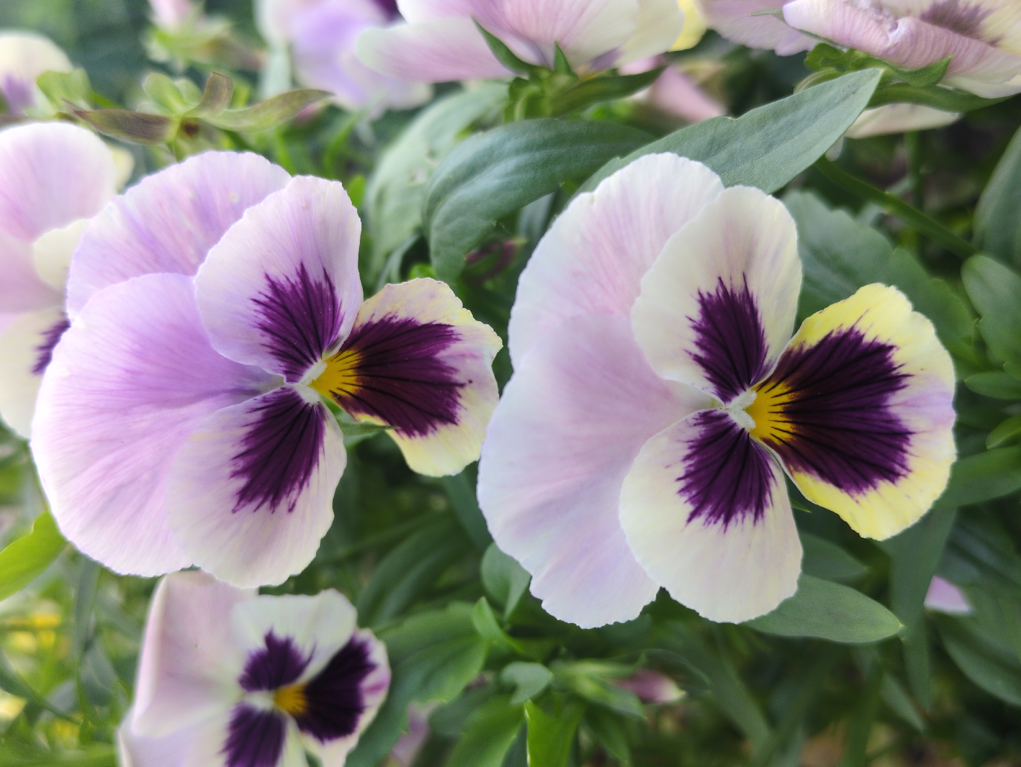 This is a close-up, vertical, eye-level shot of two pansy flowers in bloom. The flowers are predominantly white with a gradient of pale purple on the upper petals. Each flower has a deep purple splotch at the center, extending outwards like veins, bordered by a bright yellow center. The petals are delicate and slightly translucent, with a subtle texture. The background consists of lush green foliage and out-of-focus blurred flowers, suggesting a garden setting. The lighting is soft and natural, highlighting the intricate details of the flowers. There are no people visible in the image. The image does not contain any information that would allow for its localization to Kulebaki, Russia.