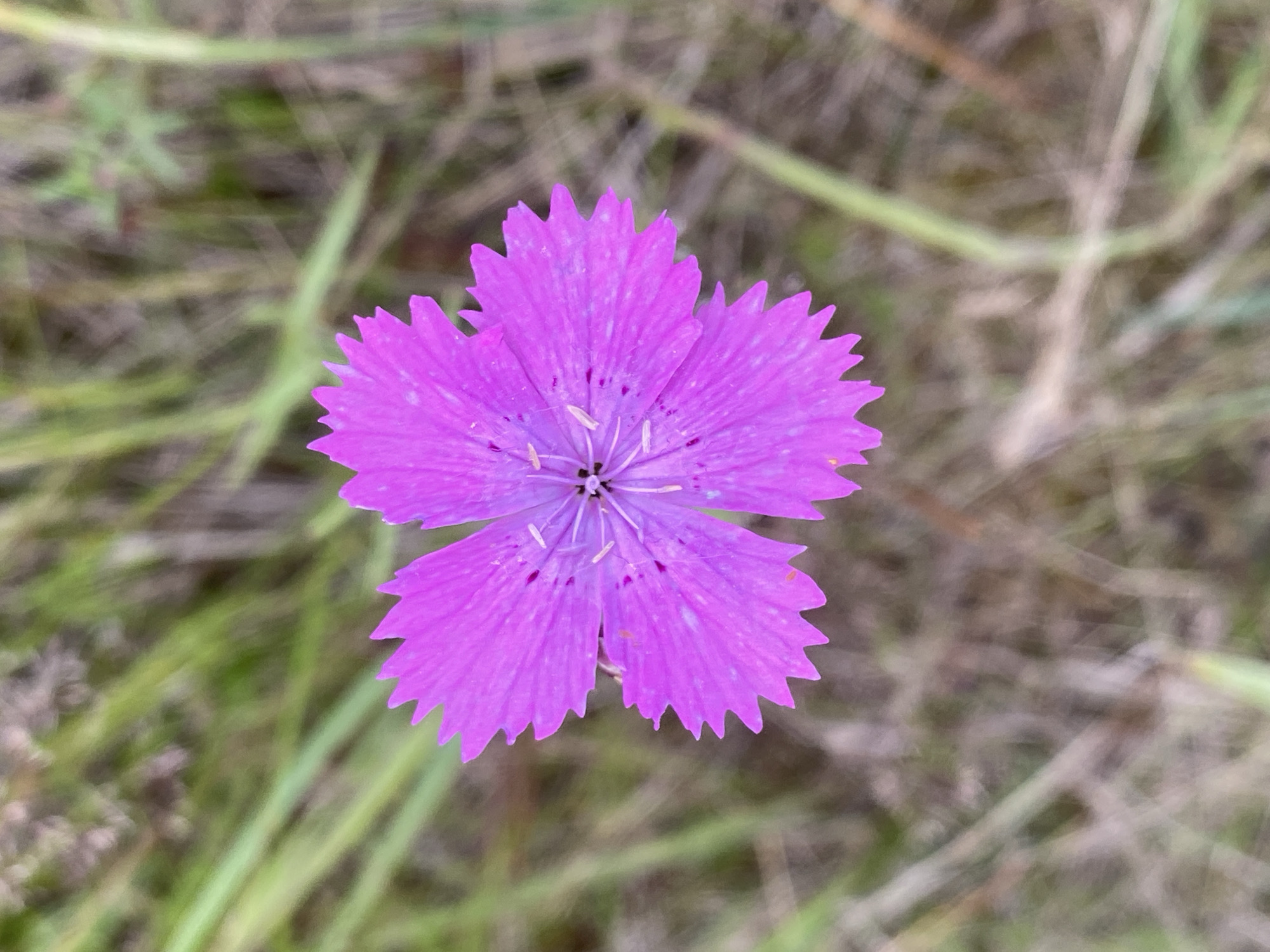 This is a close-up, top-down shot of a single, vibrant pink flower with five serrated petals, set against a blurred background of dry grass and green blades. The flower's center is a darker hue, with delicate, light-colored stamens. The petals are a bright, almost fuchsia pink, with a few faint speckles of a darker shade. Some petals exhibit slight damage or natural wear.
The background is composed of out-of-focus elements, suggesting a natural outdoor setting. Long, thin blades of grass, some green and others a dry, straw-like brown, create a soft, mottled texture. The overall impression is one of a still, possibly sunny day, given the bright illumination of the flower. No people, text, or specific architectural elements are visible. The image focuses solely on the delicate beauty of the flower in its natural habitat, likely in a field or meadow. The location context provided, Gur'evo (Volkovskii S/S), Russia, places the scene in a rural or natural environment within Russia. The shallow depth of field draws the viewer's attention to the flower, emphasizing its form and color.