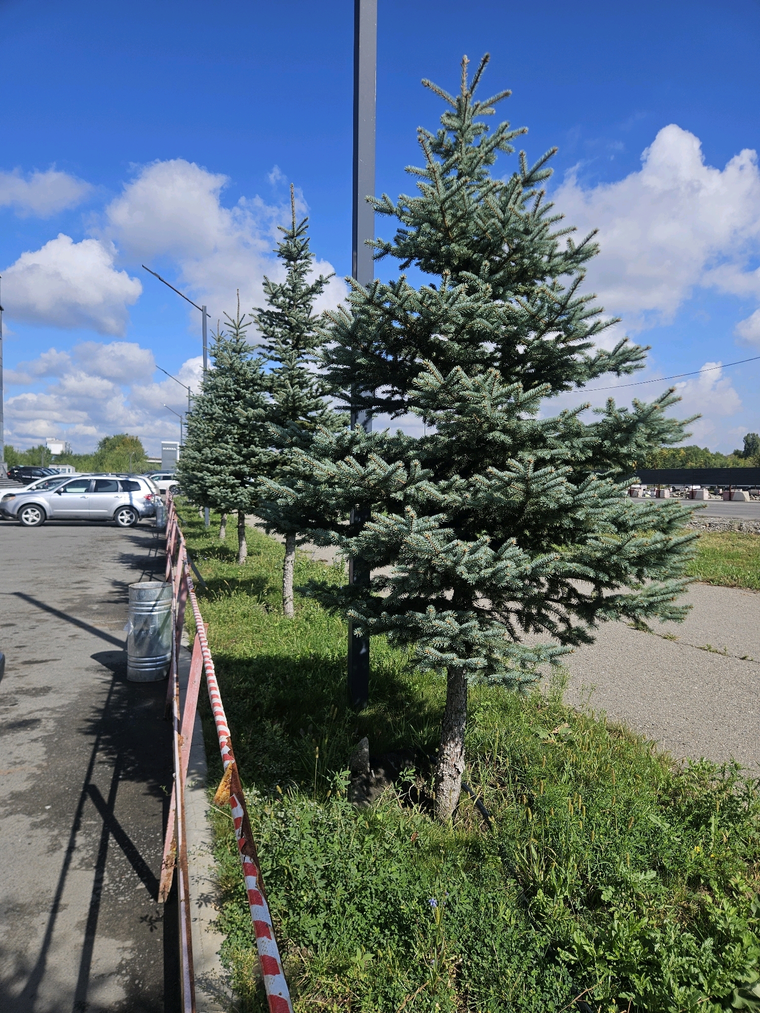 The image depicts a row of young spruce trees planted along a paved area next to a grassy embankment. In the foreground, a red and white striped barrier runs along the edge of the paved area, which appears to be a parking lot or walkway. A metal trash bin is visible near the barrier. Behind the trees, there are cars parked in what looks like a parking lot. Further in the background, there is a building with the word "NAVAL" visible on its facade, and beyond that, some trees and structures. The sky is blue with scattered white clouds. The scene appears to be an outdoor commercial or public space. The location is identified as Oskemen, Kazakhstan.