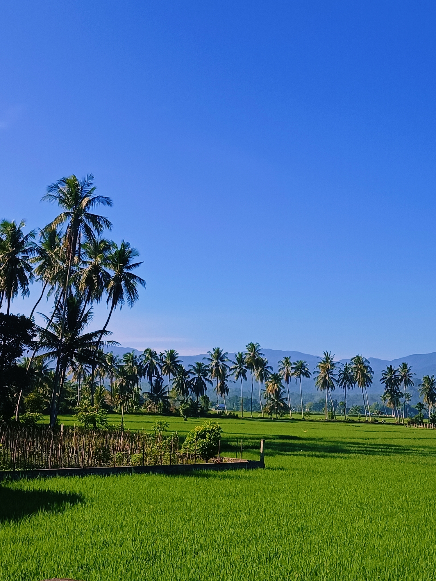The image depicts a vibrant green rice paddy field under a clear blue sky. A row of tall coconut trees lines the horizon, interspersed with lush vegetation and distant mountains. The foreground features a neatly constructed fence made of bamboo and wood, separating the paddy from a densely planted area with more trees and shrubs. The scene evokes a sense of tranquility and natural beauty, characteristic of rural landscapes in Pulo Dayah, Indonesia.