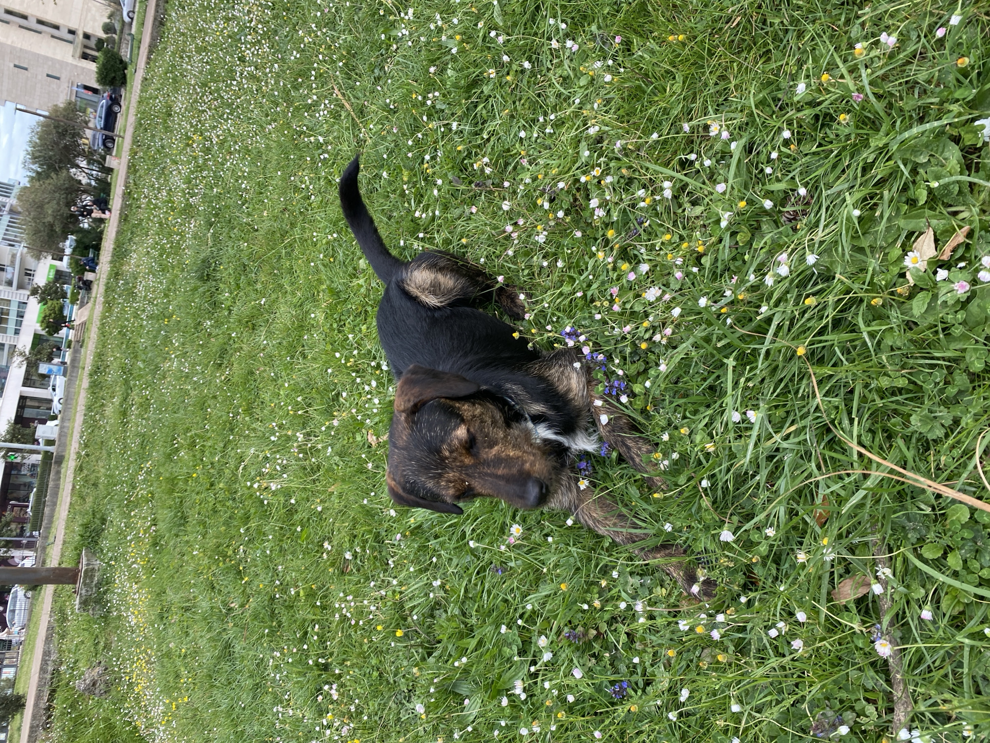 A black and brown dog with a tail is resting in a grassy area filled with small white and yellow flowers. The dog is lying on its side. In the background, across the grass, is a street with buildings, trees, parked cars, and a sidewalk. This scene is likely in Budva, Montenegro, indicated by the architecture and environment visible in the background.