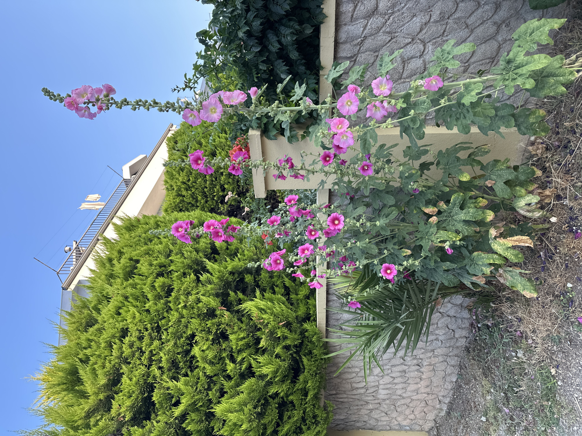 The image captures a sunny outdoor scene, likely in Fethiye, Turkey, given the style of architecture and flora. In the foreground, two tall stalks of pink hollyhock flowers with prominent yellow centers are in bloom, reaching towards the bright blue sky. The hollyhocks are part of a garden bed that includes some palm fronds and dry grass. A textured stone wall with a cream-colored cap runs horizontally across the mid-ground, separating the garden from a large, neatly trimmed evergreen hedge behind it.
Behind the hedge, the upper portion of a white building with a balcony and railing is visible, suggesting a residential or commercial structure. Laundry can be seen hanging on a clothesline on the balcony, adding a domestic touch. The overall impression is one of a well-maintained property on a clear day. There are no people or animals present in the frame, and the scene is static and peaceful. The lighting indicates it is likely late afternoon or early morning, with the sun casting a warm glow on the scene.