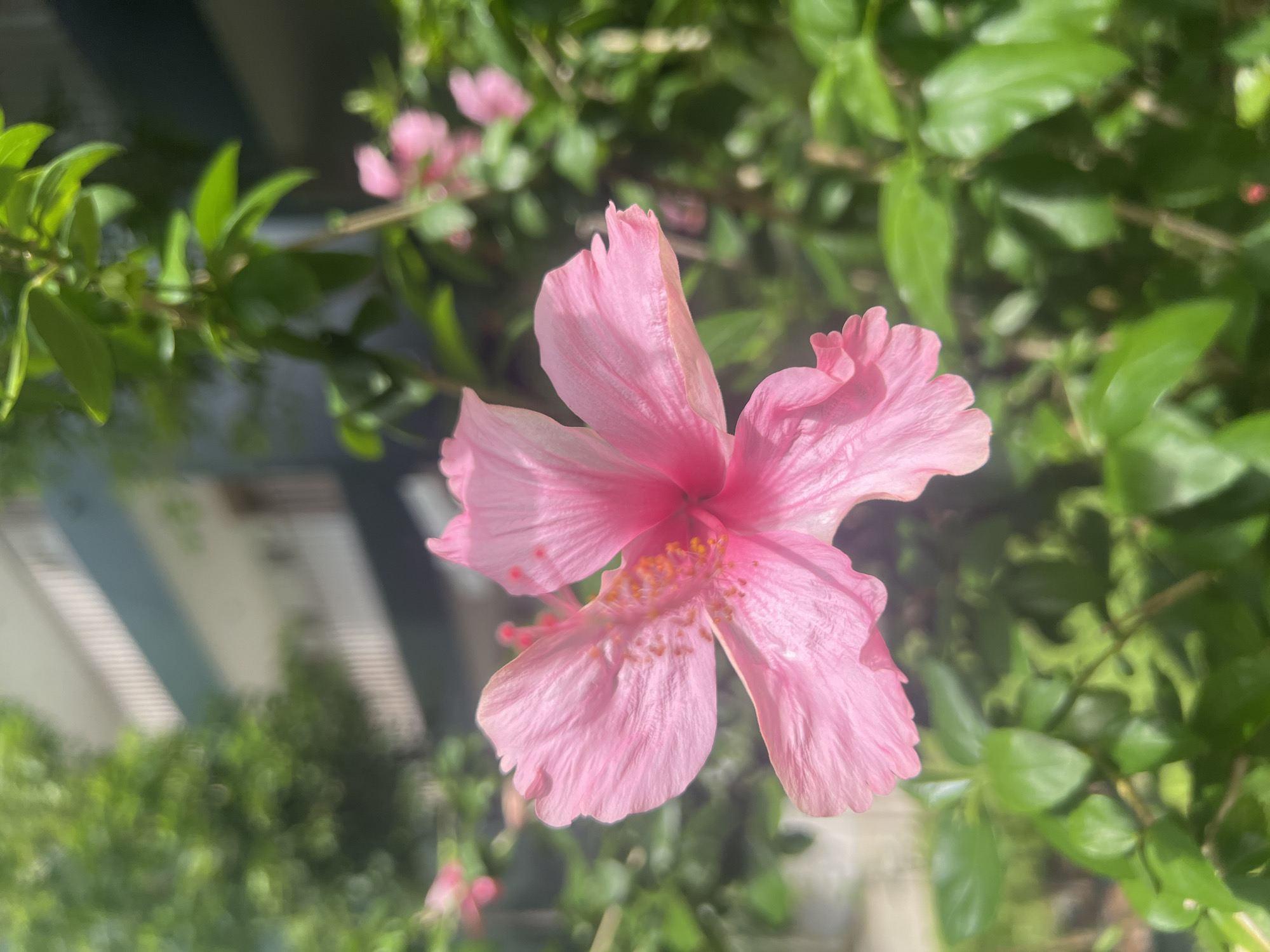 A close-up, shallow depth-of-field, outdoor, daylight shot focuses on a vibrant pink hibiscus flower in the foreground. The flower's petals are delicate and slightly curled, with a visible stamen cluster in the center containing bright orange pollen. The background is a blur of lush green foliage, suggesting a tropical environment. Behind the greenery, a building with white railings and light-colored walls is visible, hinting at a residential or institutional setting. The lighting is bright and natural, casting soft shadows and highlighting the textures of the flower petals. The image evokes a sense of natural beauty and tranquility, likely captured in a garden or natural area within the city of Ko Samui District, Thailand, given the lush vegetation and architectural style. No people are present in the image, and no specific actions or interactions are depicted.