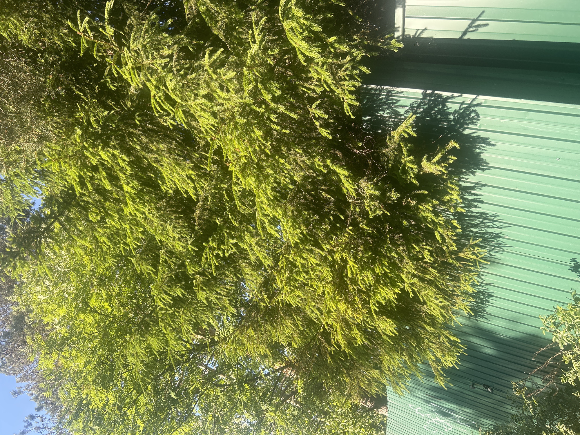 In the city of Imeni Morozova, Russia, this image captures a sunlit scene dominated by the lush green branches of coniferous trees. The branches, full of needles, overhang a bright green corrugated metal fence that runs diagonally across the lower portion of the frame. Sunlight filters through the dense foliage, casting dappled shadows on the fence. In the upper left of the image, a sliver of clear blue sky is visible, with hints of other trees with lighter green leaves peeking through. The overall impression is one of abundant greenery and a bright, sunny day.