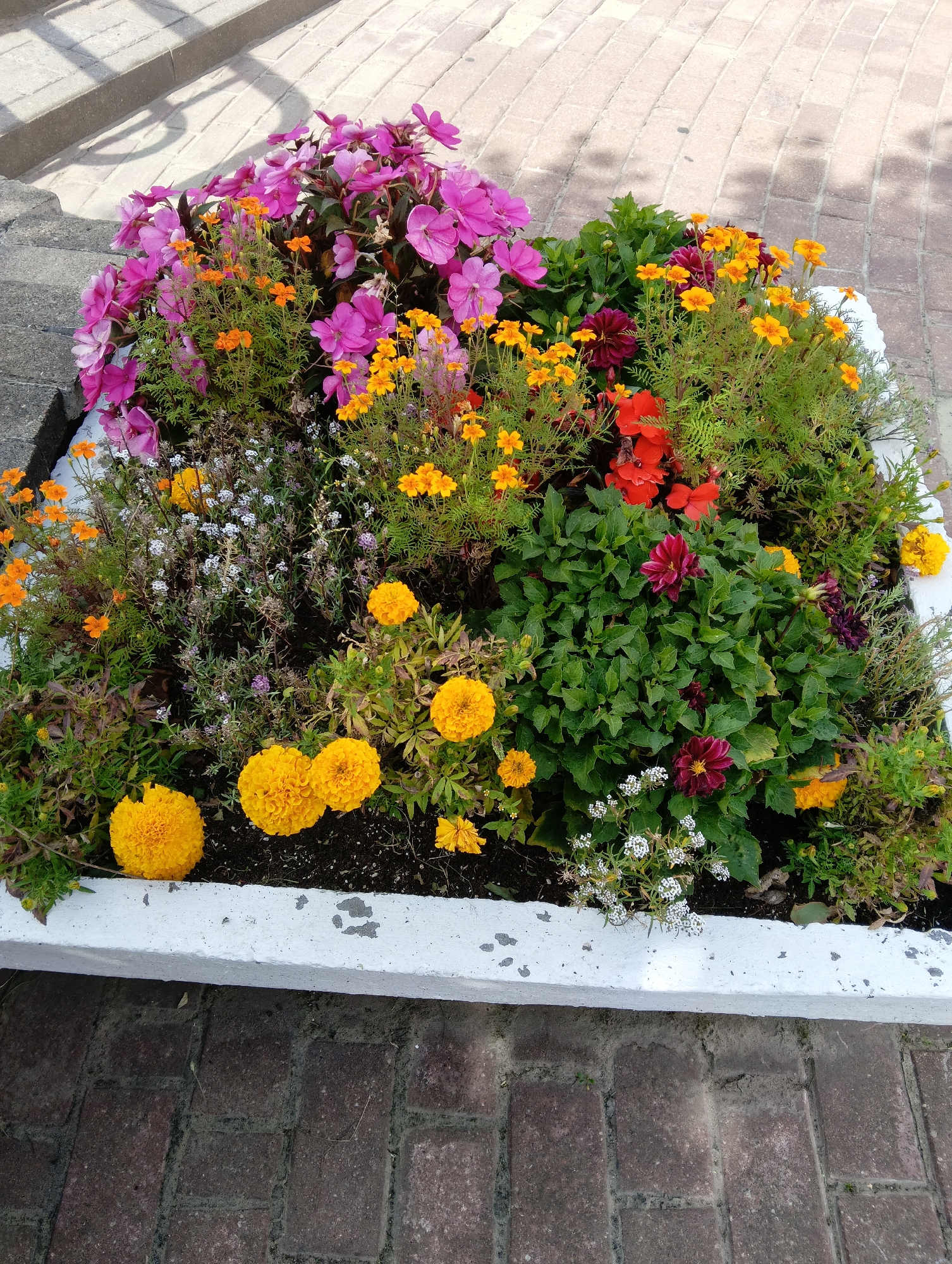 A rectangular, white concrete planter box filled with a vibrant assortment of flowers and foliage sits on a brick-paved surface. The planter is situated in what appears to be a public space, possibly a pedestrian walkway or a park area, given the surrounding brickwork and a hint of paved steps or a curb in the background with shadow patterns indicative of outdoor sunlight.
The floral arrangement is densely packed and features a variety of colors and textures. Prominently displayed are bright pink impatiens-like flowers, interspersed with clusters of small, delicate white flowers. There are also numerous small, star-shaped orange flowers, likely marigolds, scattered throughout. Deeper within the planter, dark red, dahlia-like flowers are visible, adding a rich, contrasting hue. The foliage varies from feathery green leaves to broader, darker green leaves. Several large, spherical yellow flowers, resembling chrysanthemums or large marigolds, are positioned towards the front of the planter. The soil within the planter is dark and moist, indicating recent watering or a natural environment. The concrete planter itself shows some signs of wear, with chips and discoloration on its white surface. The brick pavement is a common, reddish-brown color, laid in a standard pattern. No people are present in the image. The scene is a static, close-up view of the flower planter.
