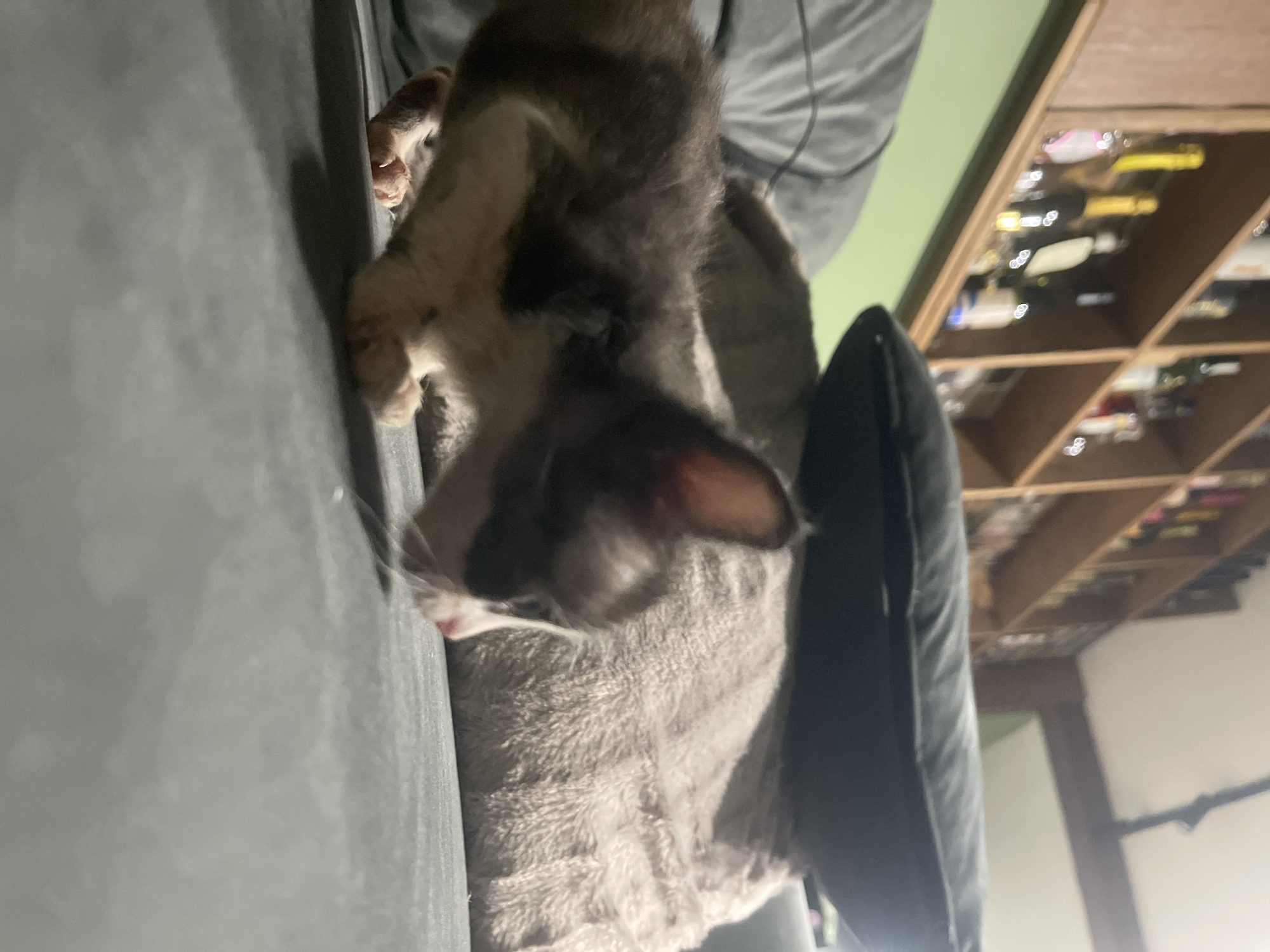 A low-angle, eye-level shot captures a kitten and an adult cat on a dark gray couch. The kitten, in the foreground and slightly out of focus, is a bicolor tabby with dark gray and white markings. It is crouched down, facing left, with its head lowered as if sniffing the couch. Its front paws are visible, showing pink toe beans and a hint of claws. The adult cat, larger and more in focus, is lying down behind the kitten, facing right. It appears to be a light gray or beige color with curly or textured fur. A dark gray cushion is placed on top of the adult cat. In the background, a wooden shelf unit filled with bottles is visible, along with a green wall. The setting suggests an indoor domestic environment, potentially a home within Karlovo, Bulgaria, though this cannot be definitively confirmed from the image alone.