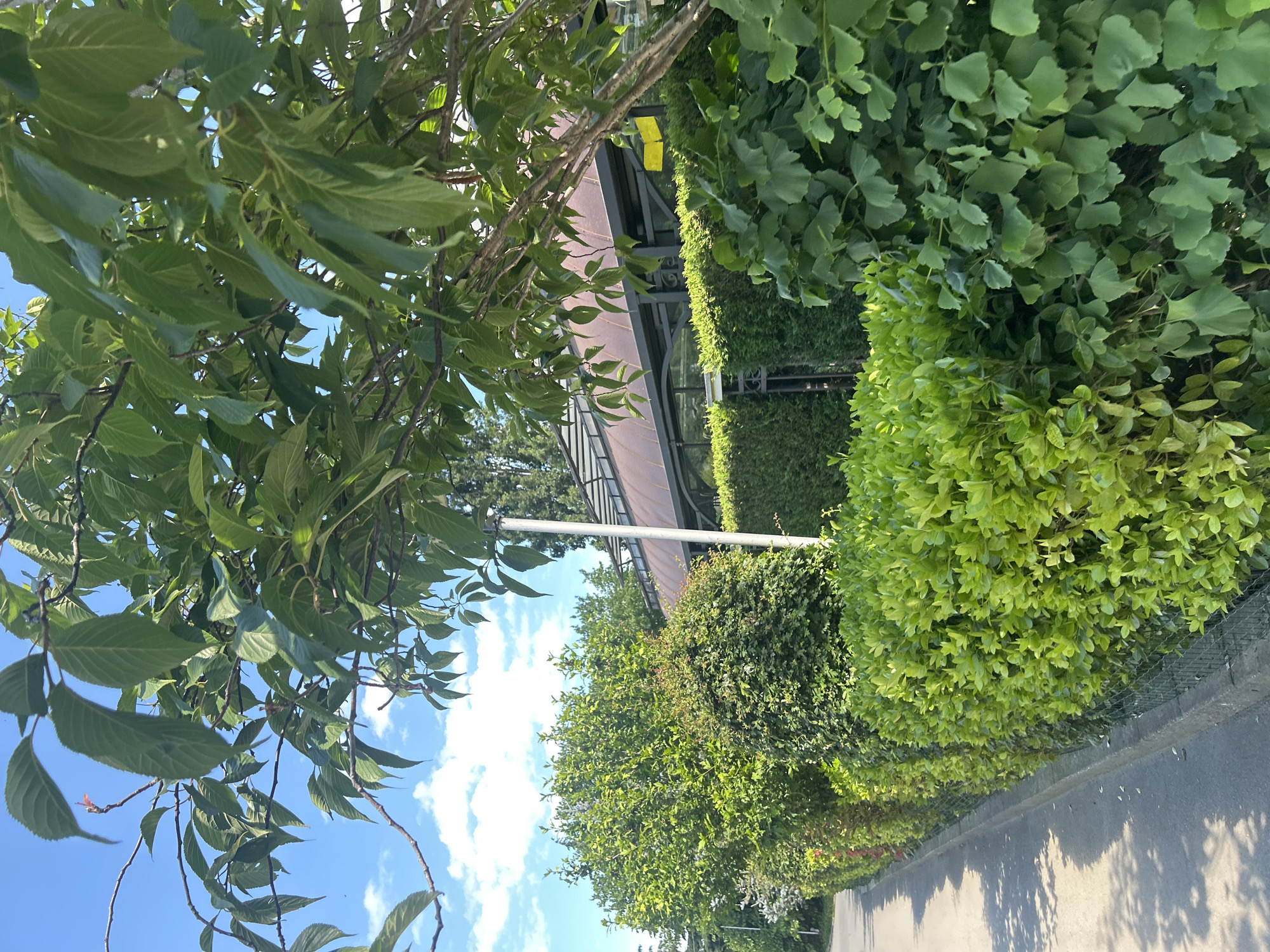 This media file depicts an outdoor scene with lush greenery and a blue sky dotted with white clouds, suggesting a pleasant, possibly sunny day. The perspective is from below, looking up through the branches of a tree with large green leaves that fill the left side of the frame.
In the background, a structure with a sloped, light-brown roof and glass walls is visible, possibly a greenhouse or a building with an open-air section. A tall white pole stands near this structure. To the right of this building, a dense, well-maintained hedge runs along a paved path or road, which occupies the bottom right portion of the image. The hedge transitions from a darker green, ivy-like plant to a brighter, more uniform green shrub. A chain-link fence runs along the edge of the paved area, separating it from the greenery.
The leaves of the tree in the foreground appear to be in motion, implying a gentle breeze. The lighting suggests it is daytime, with sunlight casting shadows on the paved path. There are no people or animals visible in the frame. Two small yellow rectangular objects are attached to the glass structure in the background. No other text is discernible. The overall impression is one of a tranquil, well-kept garden or park area.