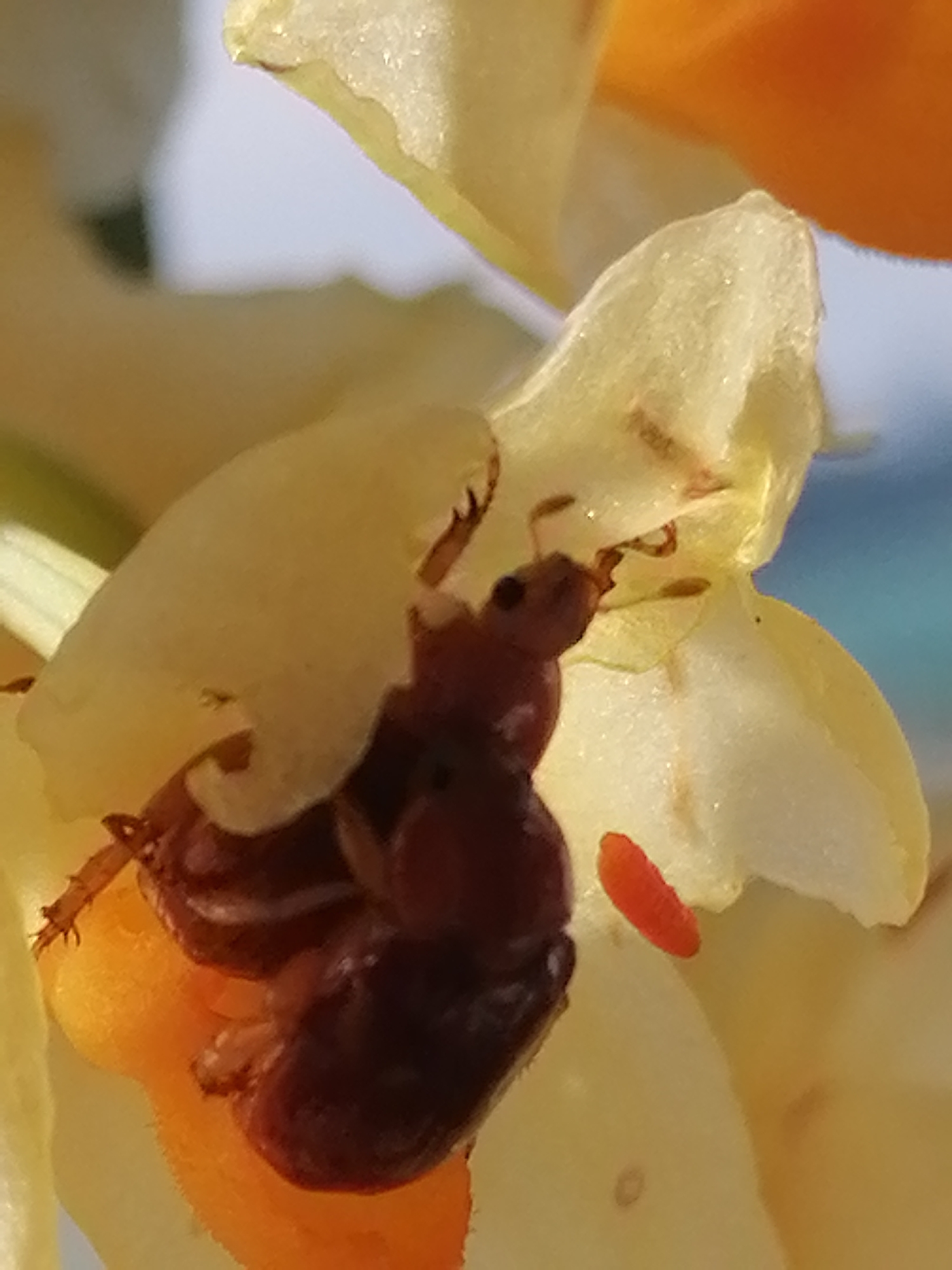 A dark brown beetle is positioned on a yellow flower, with an orange petal visible beneath it. An orange larva is also present on the flower. The background is blurred, showing a mix of white, blue, and possibly green colors, suggesting an outdoor environment possibly related to the natural landscape of Sa Pa Ward, Vietnam.
